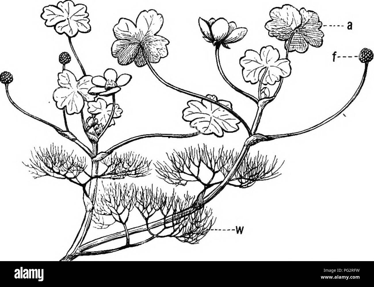 This work explores the concepts of heredity and evolution in plants ...