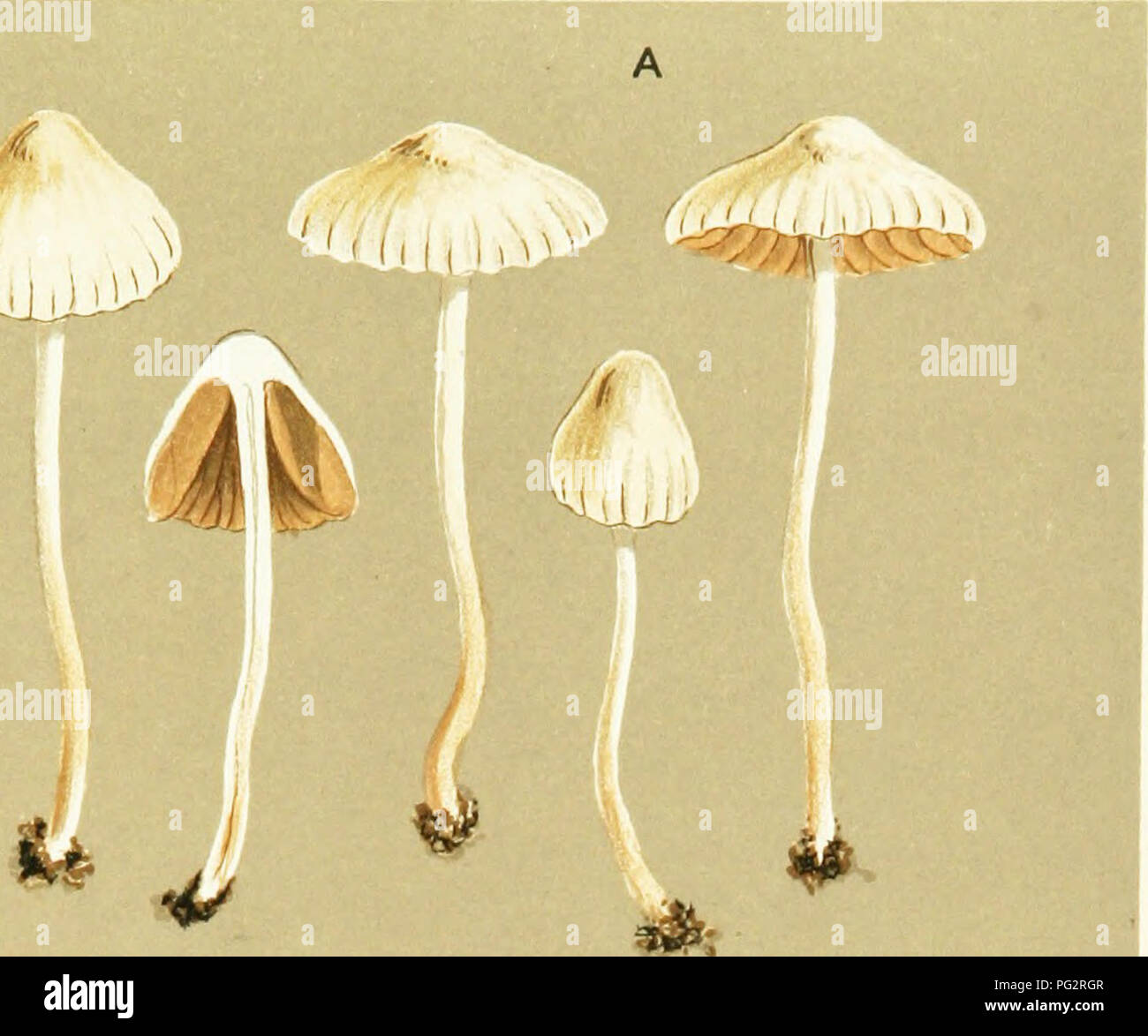. Illustrations of British Fungi (Hymenomycetes) to serve as an atlas to the &quot;Handbook of British fungi&quot;. Fungi; Botany. PRATE LLI. â -^'1 M.J.E.. AGARICUS (PSILOCYBE) COMPTUS. Fries, in woods. Colh/ieeston. B. Please note that these images are extracted from scanned page images that may have been digitally enhanced for readability - coloration and appearance of these illustrations may not perfectly resemble the original work.. Cooke, M. C. (Mordecai Cubitt), b. 1825; Cooke, M. C. (Mordecai Cubitt), b. 1825. Handbook of British fungi. London, Williams and Norgate Stock Photo
