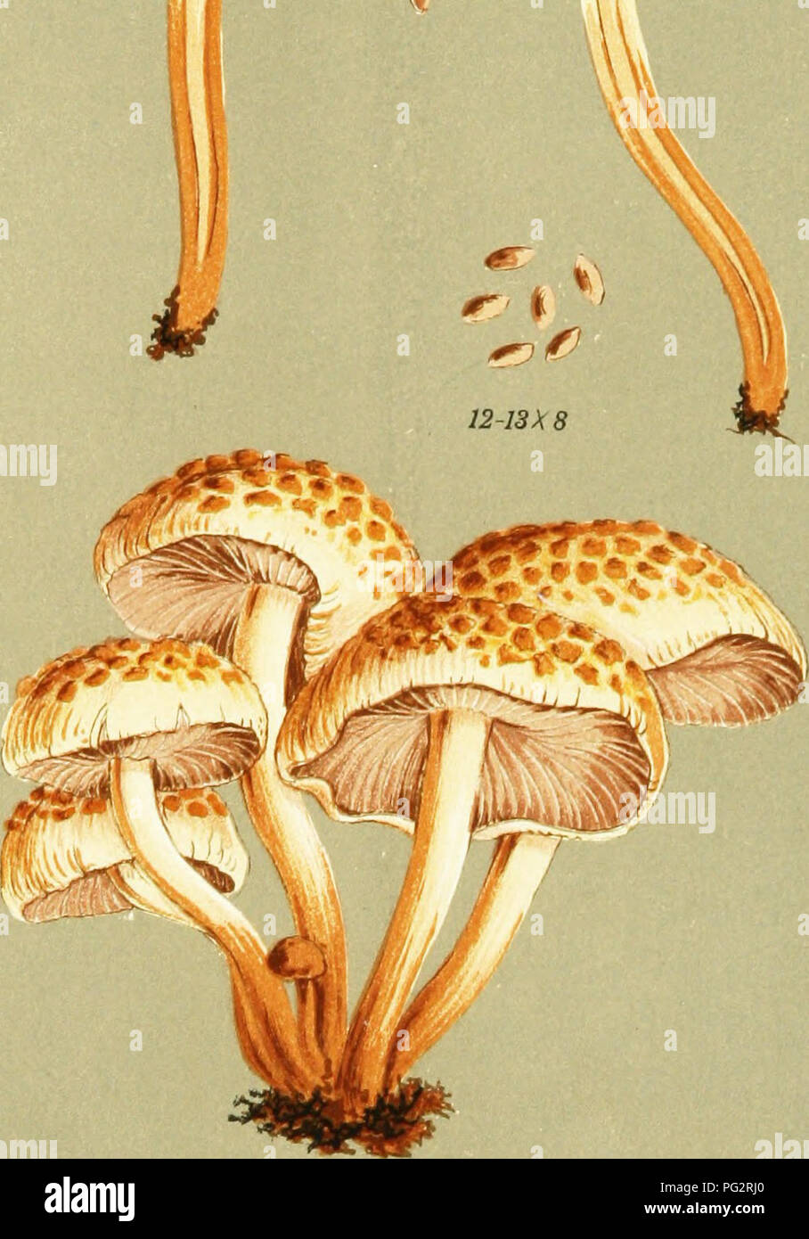 . Illustrations of British Fungi (Hymenomycetes) to serve as an atlas to the &quot;Handbook of British fungi&quot;. Fungi; Botany. PRATELLI. 1 4 «! gp i^^|f%. W.G.S. AGARICUS (PSILOCBE) AREOLATUS. Kloisch. on tiardeii heels. Mildmay Parle, London. -A-ug. 1869,. Please note that these images are extracted from scanned page images that may have been digitally enhanced for readability - coloration and appearance of these illustrations may not perfectly resemble the original work.. Cooke, M. C. (Mordecai Cubitt), b. 1825; Cooke, M. C. (Mordecai Cubitt), b. 1825. Handbook of British fungi. London, Stock Photo