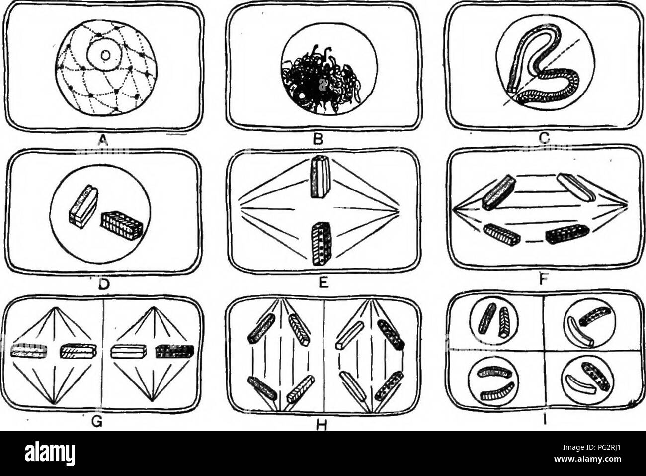 Plant meiosis Black and White Stock Photos & Images - Alamy