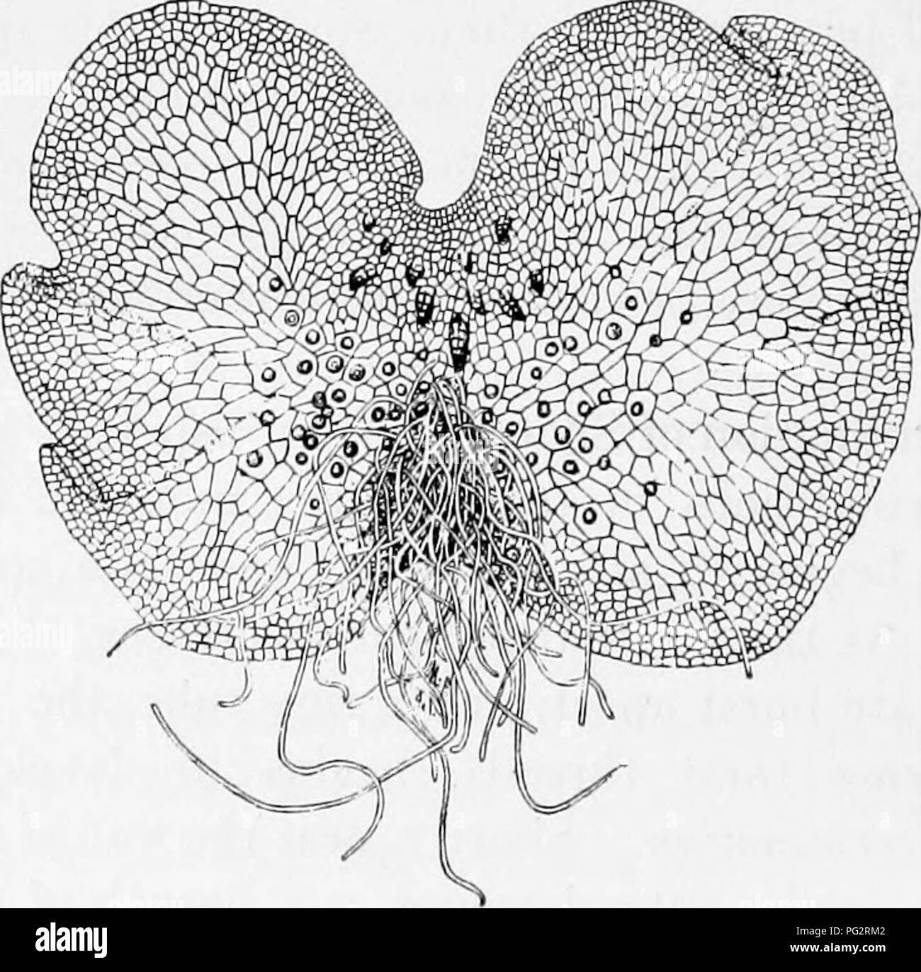 . Heredity and evolution in plants. Heredity; Plants. Fig. ig.—Germination of the spores of a fern, a, Before germination; b, early stage, showing protonema (pr.), and first rhizoid (rh); c, d, e, f, successive stages in the development of the prothallus.. Fig. 20.—Prothallus of a fern. Archegonia on the (central) cushion near the notch; antheridia among the rhizoids, below. (After Margaret C. Ferguson.). Please note that these images are extracted from scanned page images that may have been digitally enhanced for readability - coloration and appearance of these illustrations may not perfectly Stock Photo