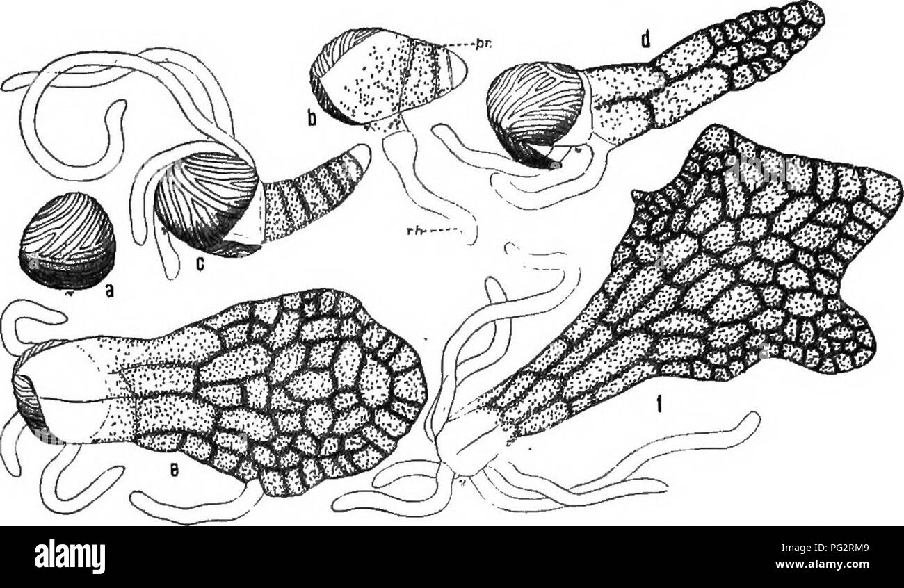 . Heredity and evolution in plants. Heredity; Plants. i8 HEREDITY AND EVOLUTION IN PLANTS. Fig. ig.—Germination of the spores of a fern, a, Before germination; b, early stage, showing protonema (pr.), and first rhizoid (rh); c, d, e, f, successive stages in the development of the prothallus.. Please note that these images are extracted from scanned page images that may have been digitally enhanced for readability - coloration and appearance of these illustrations may not perfectly resemble the original work.. Gager, C. Stuart (Charles Stuart), 1872-1943. Philadelphia, P. Blakiston's Son &amp;  Stock Photo