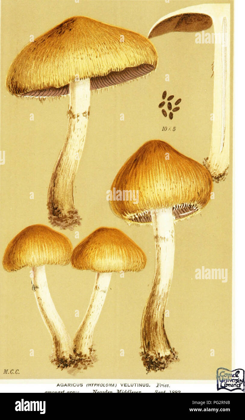 . Illustrations of British Fungi (Hymenomycetes) to serve as an atlas to the &quot;Handbook of British fungi&quot;. Fungi; Botany. S^t PRATELLi. M.C.C. AGARICUS (HYPHOLOIIIA) VELUTINUS. i^ries. amonggt grass. Neasden, Middlesex, Sept, 1882.. Please note that these images are extracted from scanned page images that may have been digitally enhanced for readability - coloration and appearance of these illustrations may not perfectly resemble the original work.. Cooke, M. C. (Mordecai Cubitt), b. 1825; Cooke, M. C. (Mordecai Cubitt), b. 1825. Handbook of British fungi. London, Williams and Norgate Stock Photo
