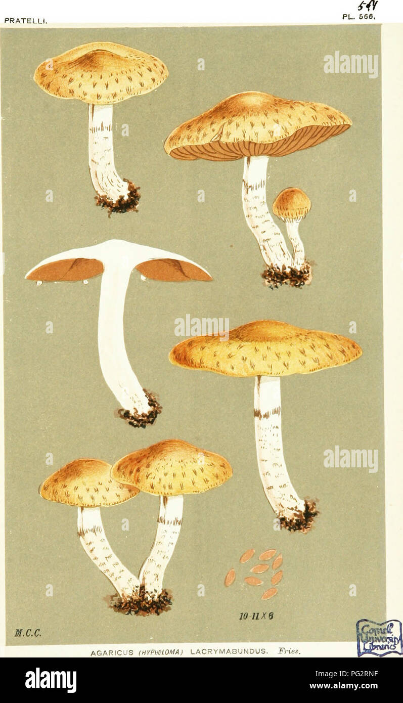 . Illustrations of British Fungi (Hymenomycetes) to serve as an atlas to the &quot;Handbook of British fungi&quot;. Fungi; Botany. PRATELLI. AGARICUS IHyPMLOMA) LACR r iVlABUtJOUS, Fris.^. on nakei ground. Cuckoo Pits, Epping FureU. Oct. 1883.. Please note that these images are extracted from scanned page images that may have been digitally enhanced for readability - coloration and appearance of these illustrations may not perfectly resemble the original work.. Cooke, M. C. (Mordecai Cubitt), b. 1825; Cooke, M. C. (Mordecai Cubitt), b. 1825. Handbook of British fungi. London, Williams and Norg Stock Photo