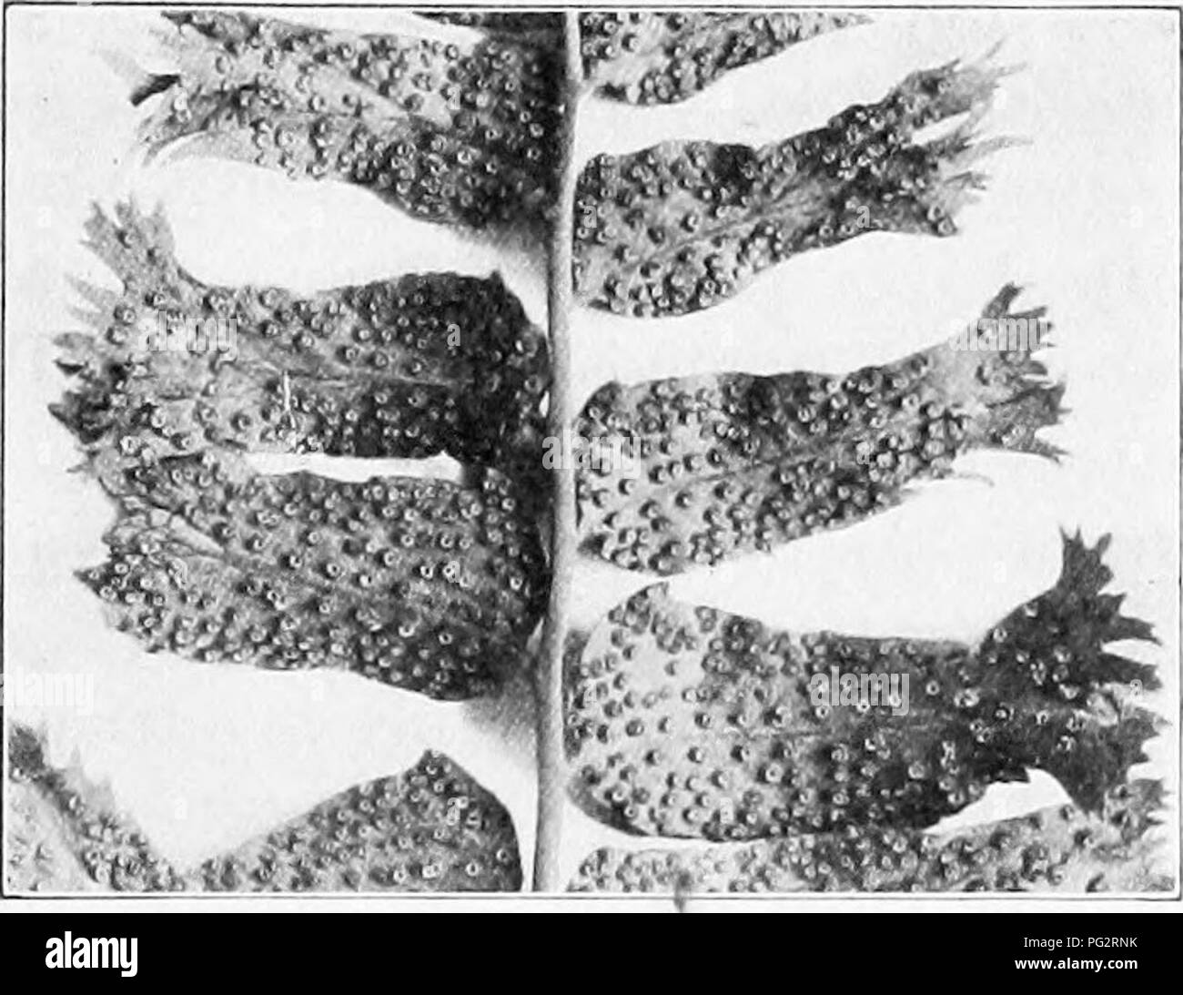 . Heredity and evolution in plants. Heredity; Plants. LIFE inSTOEY OF A FEJIN. Fig. io.—Cyrtomium fakatum. Under (dorsal) surface of a portion of a sporophyll, showing the numerous sori on the pinnae.. Please note that these images are extracted from scanned page images that may have been digitally enhanced for readability - coloration and appearance of these illustrations may not perfectly resemble the original work.. Gager, C. Stuart (Charles Stuart), 1872-1943. Philadelphia, P. Blakiston's Son &amp; Co. Stock Photo