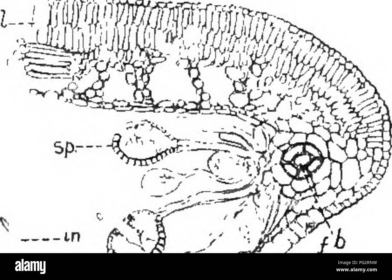 . Heredity and evolution in plants. Heredity; Plants. 8 HEREDITY AND EVOLUTION IN PLANTS cular plants. These leaves perform all the functions performed by the foliage-leaves of other plants, the most important of which are the manufacture of organic, car- bohydrate food from inorganic raw materials (photosyn- thesis), and the giving off of water vapor from within (transpiration). 4. Spore-bearing Leaves.—The second type of fern- leaf bears, on its underside, numerous &quot;fruit-dots&quot; or sort (singular sorus) (Figs. 7 and 8). These structures have to do with reproduction. A single sorus o Stock Photo