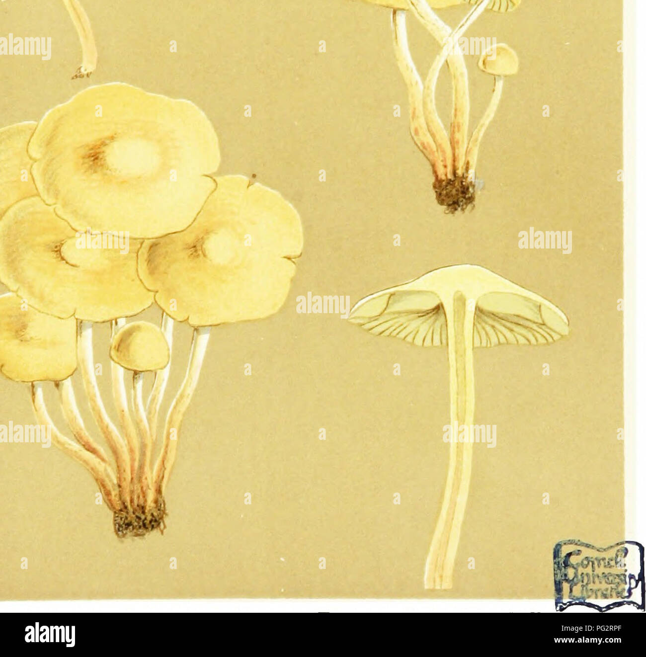 . Illustrations of British Fungi (Hymenomycetes) to serve as an atlas to the &quot;Handbook of British fungi&quot;. Fungi; Botany. PRATELLI. '^Jf^ .•?/ PL, 662, Utter h 4- JI.C.C.. AGARICUS (HYPHOLOMA) FASCICULARIS. Fries, va/r. EL/CODES. Sull. on stuimps. Stoke Pogia.. Please note that these images are extracted from scanned page images that may have been digitally enhanced for readability - coloration and appearance of these illustrations may not perfectly resemble the original work.. Cooke, M. C. (Mordecai Cubitt), b. 1825; Cooke, M. C. (Mordecai Cubitt), b. 1825. Handbook of British fungi. Stock Photo