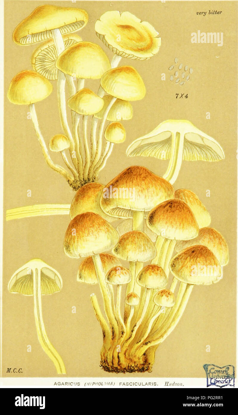 . Illustrations of British Fungi (Hymenomycetes) to serve as an atlas to the &quot;Handbook of British fungi&quot;. Fungi; Botany. â PRATELLI. i;i PL. 561.. AGARICUS (H'PHOL''&quot;IA) FASCICULARIS. Hudsoa. on Hamps, JSpping Forest. Out. 1880.. Please note that these images are extracted from scanned page images that may have been digitally enhanced for readability - coloration and appearance of these illustrations may not perfectly resemble the original work.. Cooke, M. C. (Mordecai Cubitt), b. 1825; Cooke, M. C. (Mordecai Cubitt), b. 1825. Handbook of British fungi. London, Williams and Norg Stock Photo