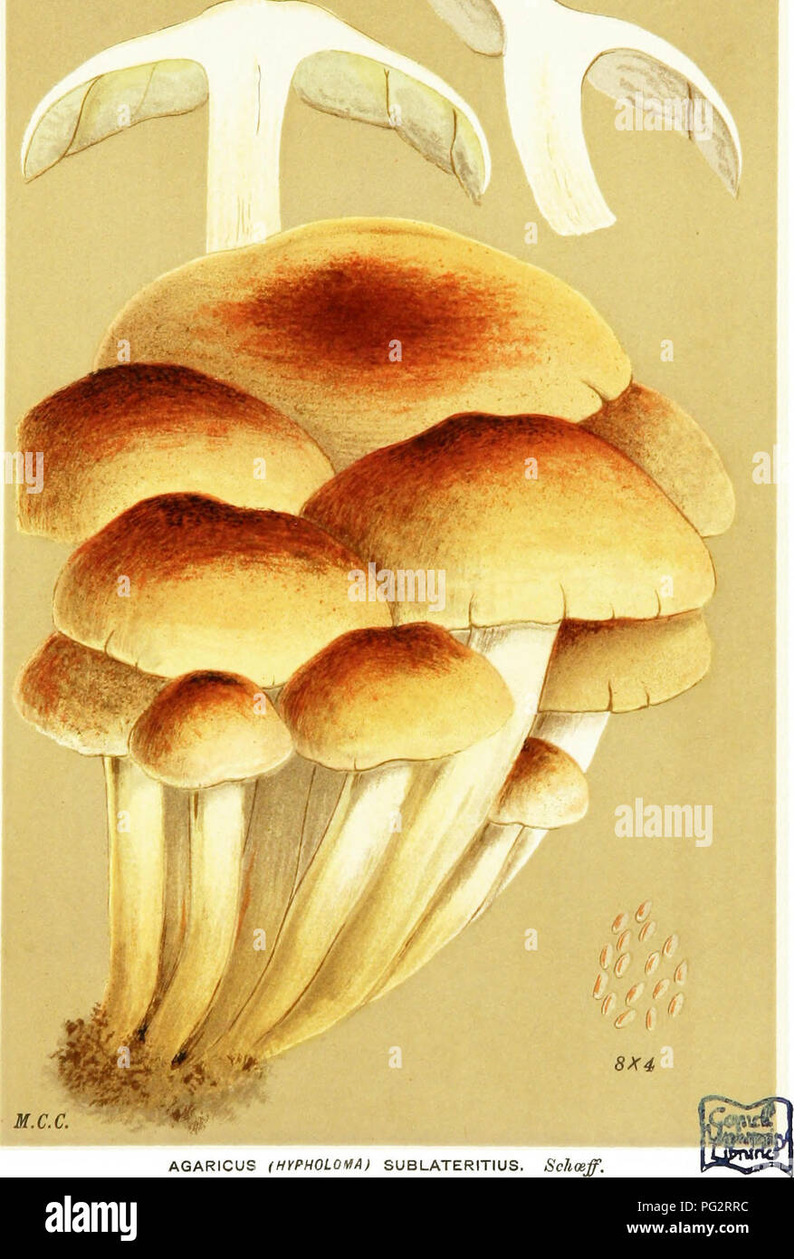 . Illustrations of British Fungi (Hymenomycetes) to serve as an atlas to the &quot;Handbook of British fungi&quot;. Fungi; Botany. PRATELLI. tatte bitter PL. 65' ,57.. M.C.C. AGARICUS (HVPHOLOUA) SUBLATERITIUS. Scfioef. on atum.ps. Chingford, Nov. 1883.. Please note that these images are extracted from scanned page images that may have been digitally enhanced for readability - coloration and appearance of these illustrations may not perfectly resemble the original work.. Cooke, M. C. (Mordecai Cubitt), b. 1825; Cooke, M. C. (Mordecai Cubitt), b. 1825. Handbook of British fungi. London, William Stock Photo