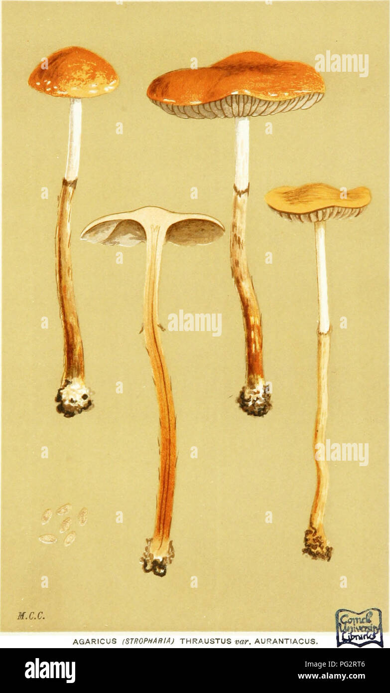 . Illustrations of British Fungi (Hymenomycetes) to serve as an atlas to the &quot;Handbook of British fungi&quot;. Fungi; Botany. PRATELLI. ru PL. 666.. AGARICUS (STKOPHAnlA) THRAUSTUS vor. AURANTIACUS. on the ground. Tunnel Wood, Watford. Oct. 1883.. Please note that these images are extracted from scanned page images that may have been digitally enhanced for readability - coloration and appearance of these illustrations may not perfectly resemble the original work.. Cooke, M. C. (Mordecai Cubitt), b. 1825; Cooke, M. C. (Mordecai Cubitt), b. 1825. Handbook of British fungi. London, Williams  Stock Photo