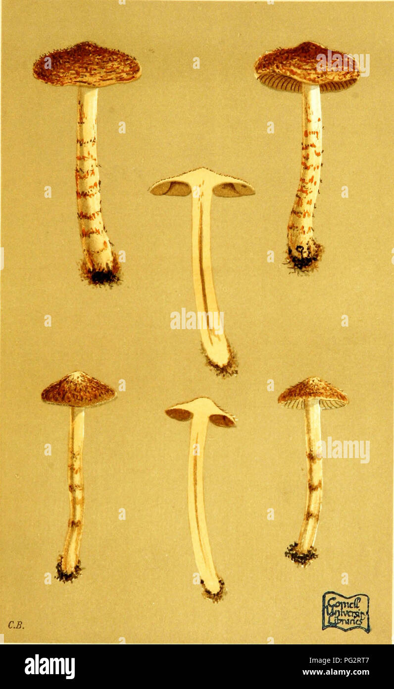 . Illustrations of British Fungi (Hymenomycetes) to serve as an atlas to the &quot;Handbook of British fungi&quot;. Fungi; Botany. -7fc3 PL. 764-. CORTINARIUS (INOLOMA) PENICILLATUS Fries, on ground in woods. Blaite Castle. Sept. 1884.. Please note that these images are extracted from scanned page images that may have been digitally enhanced for readability - coloration and appearance of these illustrations may not perfectly resemble the original work.. Cooke, M. C. (Mordecai Cubitt), b. 1825; Cooke, M. C. (Mordecai Cubitt), b. 1825. Handbook of British fungi. London, Williams and Norgate Stock Photo