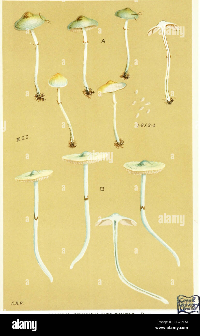 . Illustrations of British Fungi (Hymenomycetes) to serve as an atlas to the &quot;Handbook of British fungi&quot;. Fungi; Botany. PRATELLI. PL. 562.. AGARICUS (STROPHARIA) ALBO-CYANEUS. Desm. (A) Scmpstead. Oct. 1863. (BJ Castle Rising Seaih. Oct. 1883.. Please note that these images are extracted from scanned page images that may have been digitally enhanced for readability - coloration and appearance of these illustrations may not perfectly resemble the original work.. Cooke, M. C. (Mordecai Cubitt), b. 1825; Cooke, M. C. (Mordecai Cubitt), b. 1825. Handbook of British fungi. London, Willia Stock Photo