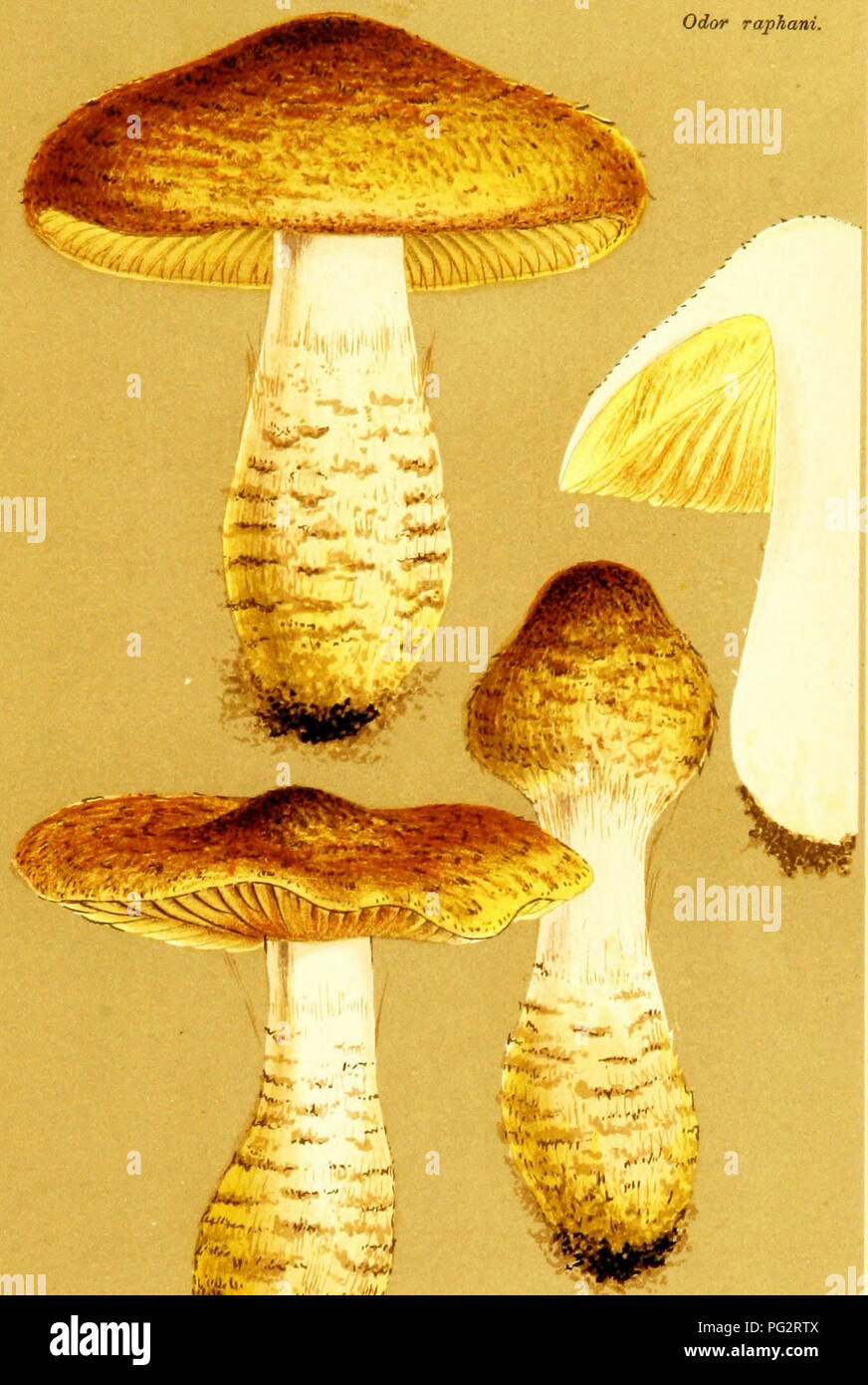 . Illustrations of British Fungi (Hymenomycetes) to serve as an atlas to the &quot;Handbook of British fungi&quot;. Fungi; Botany. l&lt;ol PL. 762. Odor raphani.. M.C.C. CORTINARIUS (INOLOMB) SU8LANATUS Fries. â s, S(e. near Ludlovo.. Please note that these images are extracted from scanned page images that may have been digitally enhanced for readability - coloration and appearance of these illustrations may not perfectly resemble the original work.. Cooke, M. C. (Mordecai Cubitt), b. 1825; Cooke, M. C. (Mordecai Cubitt), b. 1825. Handbook of British fungi. London, Williams and Norgate Stock Photo