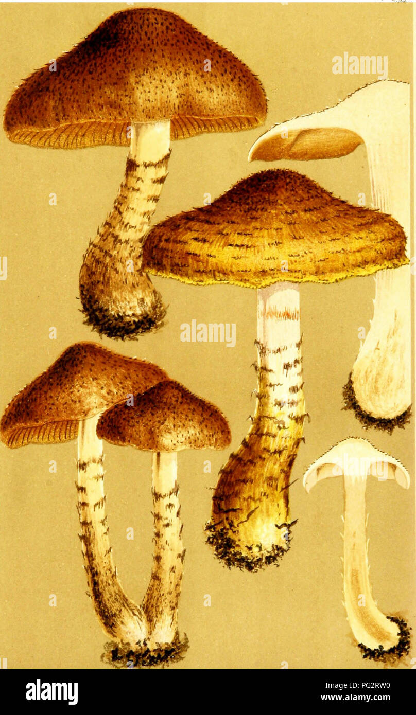 . Illustrations of British Fungi (Hymenomycetes) to serve as an atlas to the &quot;Handbook of British fungi&quot;. Fungi; Botany. 7^ PL, 761. o. CORTINARIUS (INOLOMA) PHOLIDEUS. Fries, t/i mixed woods. WycUffe Woods. Oct. 1883.. Please note that these images are extracted from scanned page images that may have been digitally enhanced for readability - coloration and appearance of these illustrations may not perfectly resemble the original work.. Cooke, M. C. (Mordecai Cubitt), b. 1825; Cooke, M. C. (Mordecai Cubitt), b. 1825. Handbook of British fungi. London, Williams and Norgate Stock Photo