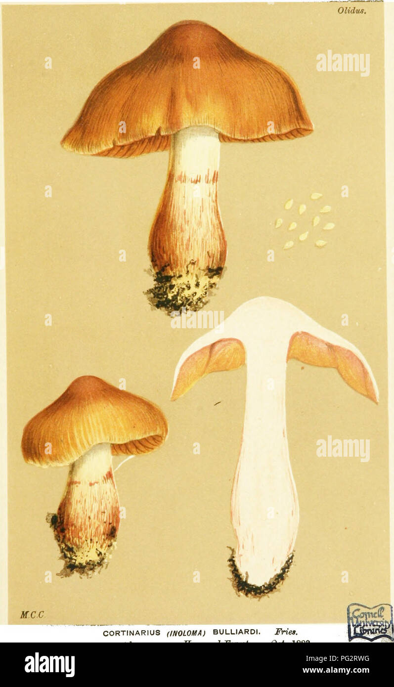 . Illustrations of British Fungi (Hymenomycetes) to serve as an atlas to the &quot;Handbook of British fungi&quot;. Fungi; Botany. 7^1 M.C.C PL. 768.. CORTINARIUS (INOLOMA) BULLIARDI. Friet. amongst leaves. Saywood Forest. Oct. 1883. - 4. Please note that these images are extracted from scanned page images that may have been digitally enhanced for readability - coloration and appearance of these illustrations may not perfectly resemble the original work.. Cooke, M. C. (Mordecai Cubitt), b. 1825; Cooke, M. C. (Mordecai Cubitt), b. 1825. Handbook of British fungi. London, Williams and Norgate Stock Photo