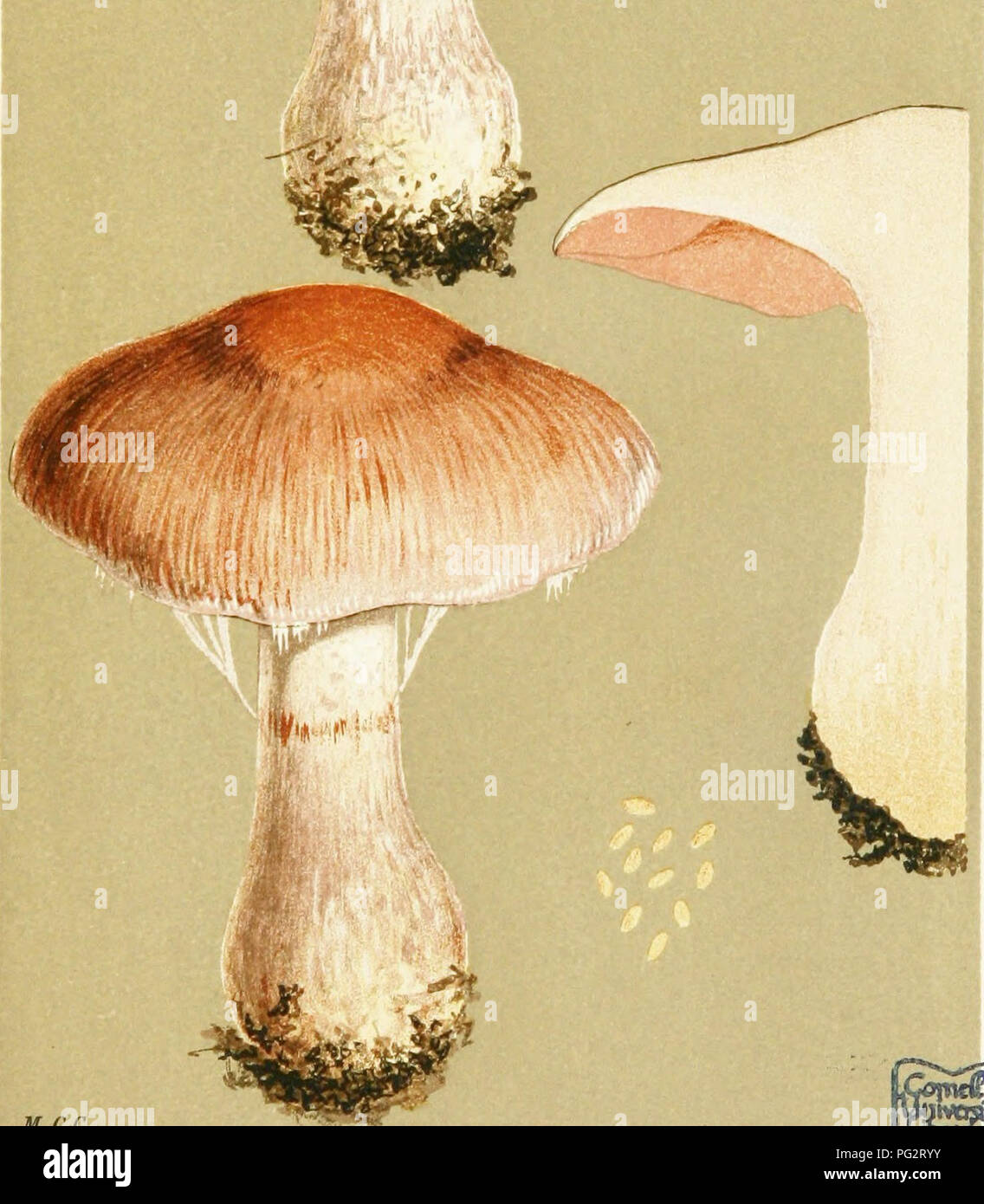. Illustrations of British Fungi (Hymenomycetes) to serve as an atlas to the &quot;Handbook of British fungi&quot;. Fungi; Botany. iny PL. 816. odour strong.. M.C.C. CORTINARIUS (INOLOMA) MURICINUS. Fries, under firs. Dinedor. Oct. 1881.. Please note that these images are extracted from scanned page images that may have been digitally enhanced for readability - coloration and appearance of these illustrations may not perfectly resemble the original work.. Cooke, M. C. (Mordecai Cubitt), b. 1825; Cooke, M. C. (Mordecai Cubitt), b. 1825. Handbook of British fungi. London, Williams and Norgate Stock Photo