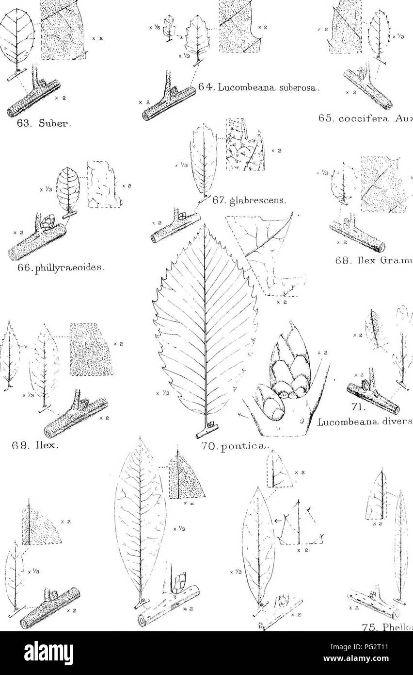 . The trees of Great Britain &amp; Ireland. Trees; Trees. 63. Suber. 65. coccifera^ Auza.ndri. 68, Hex Grain^mtia.. x'/s ,. 71. '^ / Luconibea,na. diver.sifoiia. 1 X /.3 72. cinerea... 73.imbricaria. 74'.laurifolia.. 75. PTiellos. PLATE 339. Built,ad. 3iith.,liti-, Q U E R C U S.. Please note that these images are extracted from scanned page images that may have been digitally enhanced for readability - coloration and appearance of these illustrations may not perfectly resemble the original work.. Elwes, Henry John, 1846-1922; Henry, Augustine, 1857-1930. Edinburgh, Priv. Print. Stock Photo