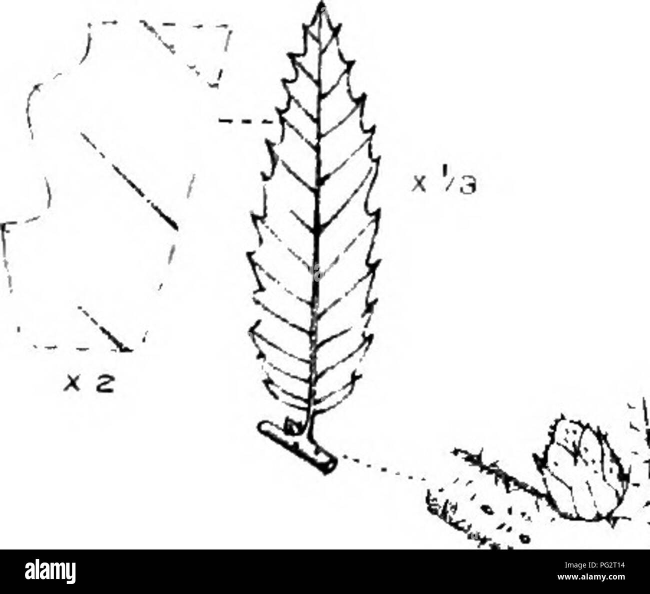 The Trees Of Great Britain Amp Ireland Trees Trees I R Vj V A K A A A A A V 3 9 T Iba Ni T R Quot 7