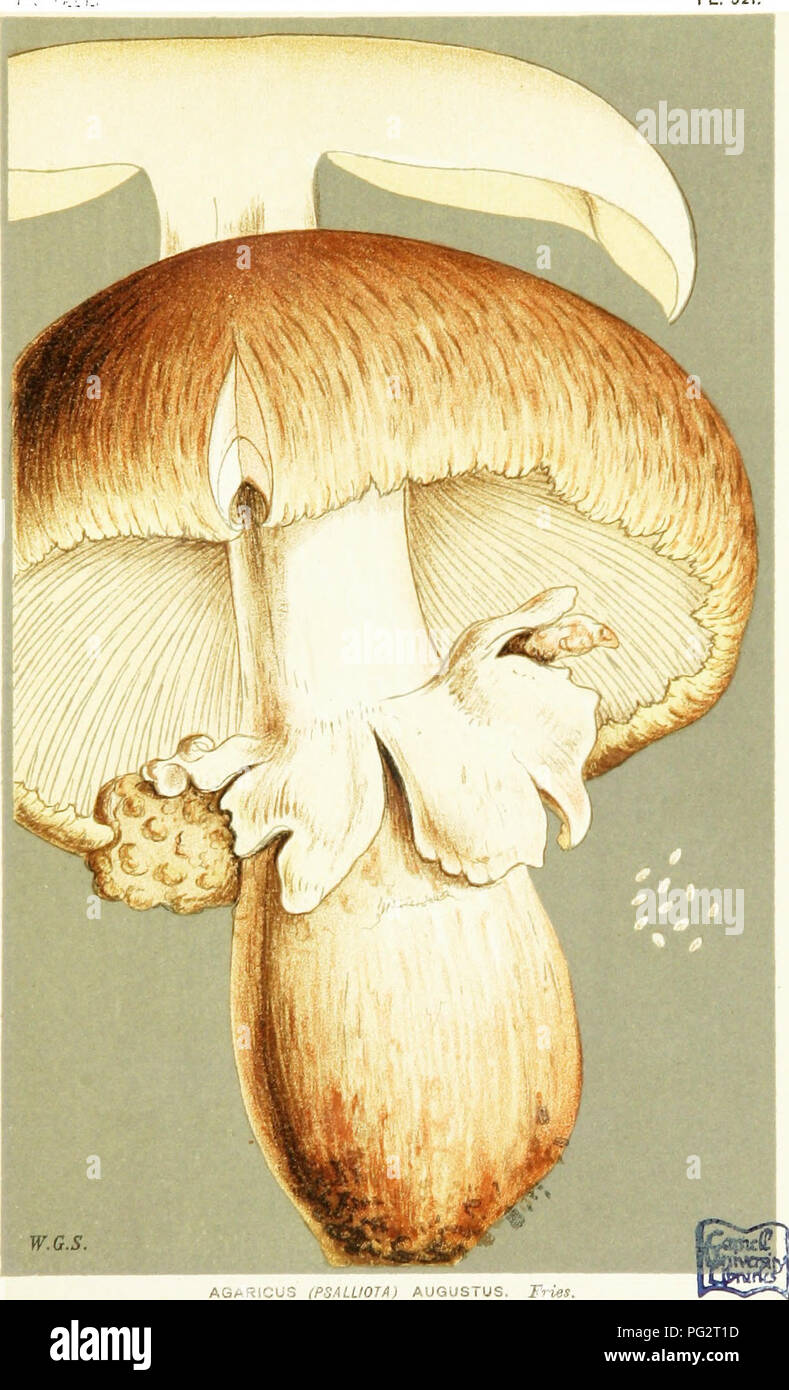 . Illustrations of British Fungi (Hymenomycetes) to serve as an atlas to the &quot;Handbook of British fungi&quot;. Fungi; Botany. nf PL. 521.. W.G.S. AGARiCUS (PSALLIOTA) AUGUSTUS. Fries. in an orchard. Staphhurst, Kent. Aug. 1869.. Please note that these images are extracted from scanned page images that may have been digitally enhanced for readability - coloration and appearance of these illustrations may not perfectly resemble the original work.. Cooke, M. C. (Mordecai Cubitt), b. 1825; Cooke, M. C. (Mordecai Cubitt), b. 1825. Handbook of British fungi. London, Williams and Norgate Stock Photo