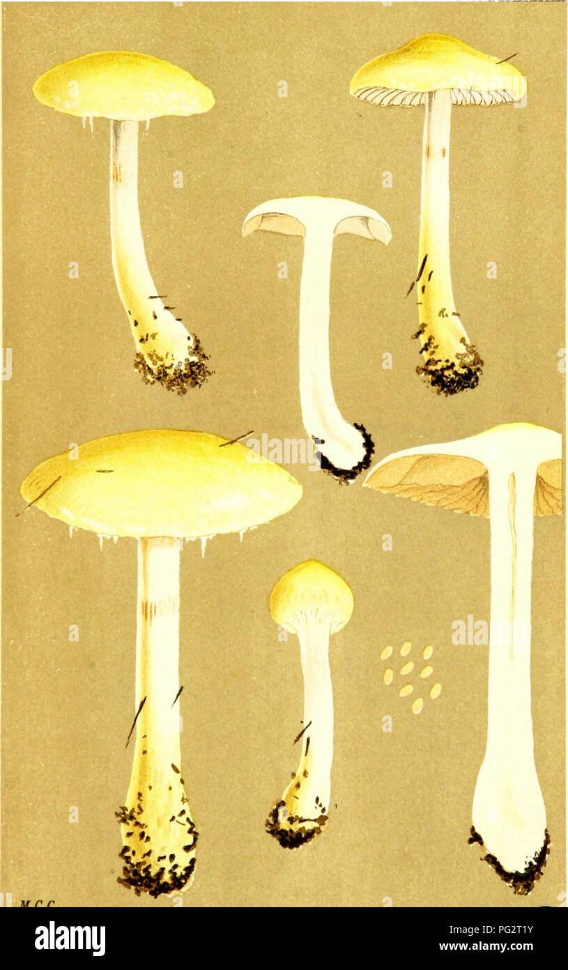 . Illustrations of British Fungi (Hymenomycetes) to serve as an atlas to the &quot;Handbook of British fungi&quot;. Fungi; Botany. 7V| PL. 743.. M.C.C. CORTINARIUS (MYXACWM) DEUIBUTUS- Fries. amongst grass in woods near Carlisle. Oct, 1886.. Please note that these images are extracted from scanned page images that may have been digitally enhanced for readability - coloration and appearance of these illustrations may not perfectly resemble the original work.. Cooke, M. C. (Mordecai Cubitt), b. 1825; Cooke, M. C. (Mordecai Cubitt), b. 1825. Handbook of British fungi. London, Williams and Norgate Stock Photo