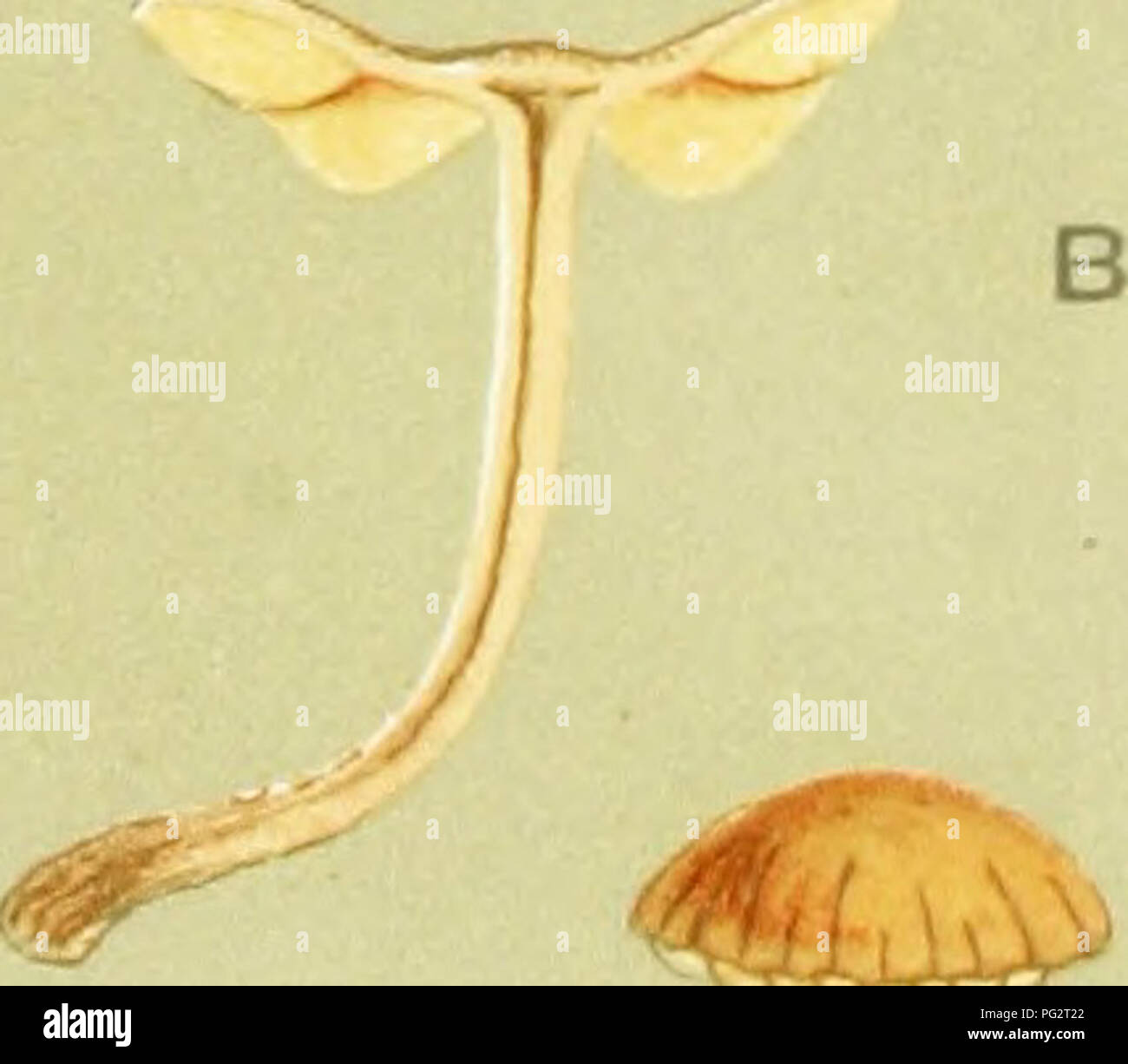 . Illustrations of British Fungi (Hymenomycetes) to serve as an atlas to the &quot;Handbook of British fungi&quot;. Fungi; Botany. •oxacid when moist  v V ;C&lt;-'^2&amp;^^ # C W.G.5. .5* .y^. / f s&gt; ^  AGARICUS (TUBAHIA) INQUILINUS. Fries. (AJ on sticks. Dinedor. (B) on ferns. Chelsea. 1870.. Please note that these images are extracted from scanned page images that may have been digitally enhanced for readability - coloration and appearance of these illustrations may not perfectly resemble the original work.. Cooke, M. C. (Mordecai Cubitt), b. 1825; Cooke, M. C. (Mordecai Cubitt), b. 182 Stock Photo