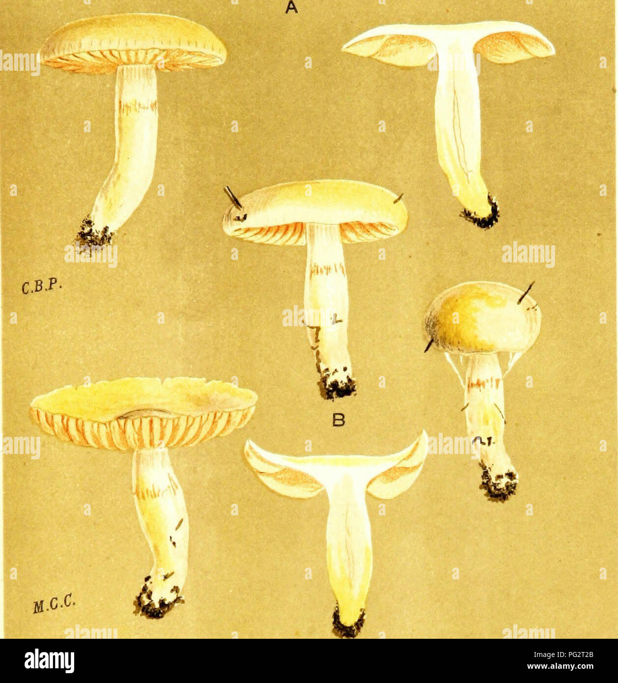 . Illustrations of British Fungi (Hymenomycetes) to serve as an atlas to the &quot;Handbook of British fungi&quot;. Fungi; Botany. 739 PL. 767. 'â â ^^, 'ikt^ W.G.S. %r ^ L^M U CORTINARIUS tMYXACIUM) LIVIDO-OCHRACEUS. Berk, on the ground. Dinmore, near Hereford. 1876.. Please note that these images are extracted from scanned page images that may have been digitally enhanced for readability - coloration and appearance of these illustrations may not perfectly resemble the original work.. Cooke, M. C. (Mordecai Cubitt), b. 1825; Cooke, M. C. (Mordecai Cubitt), b. 1825. Handbook of British fungi.  Stock Photo