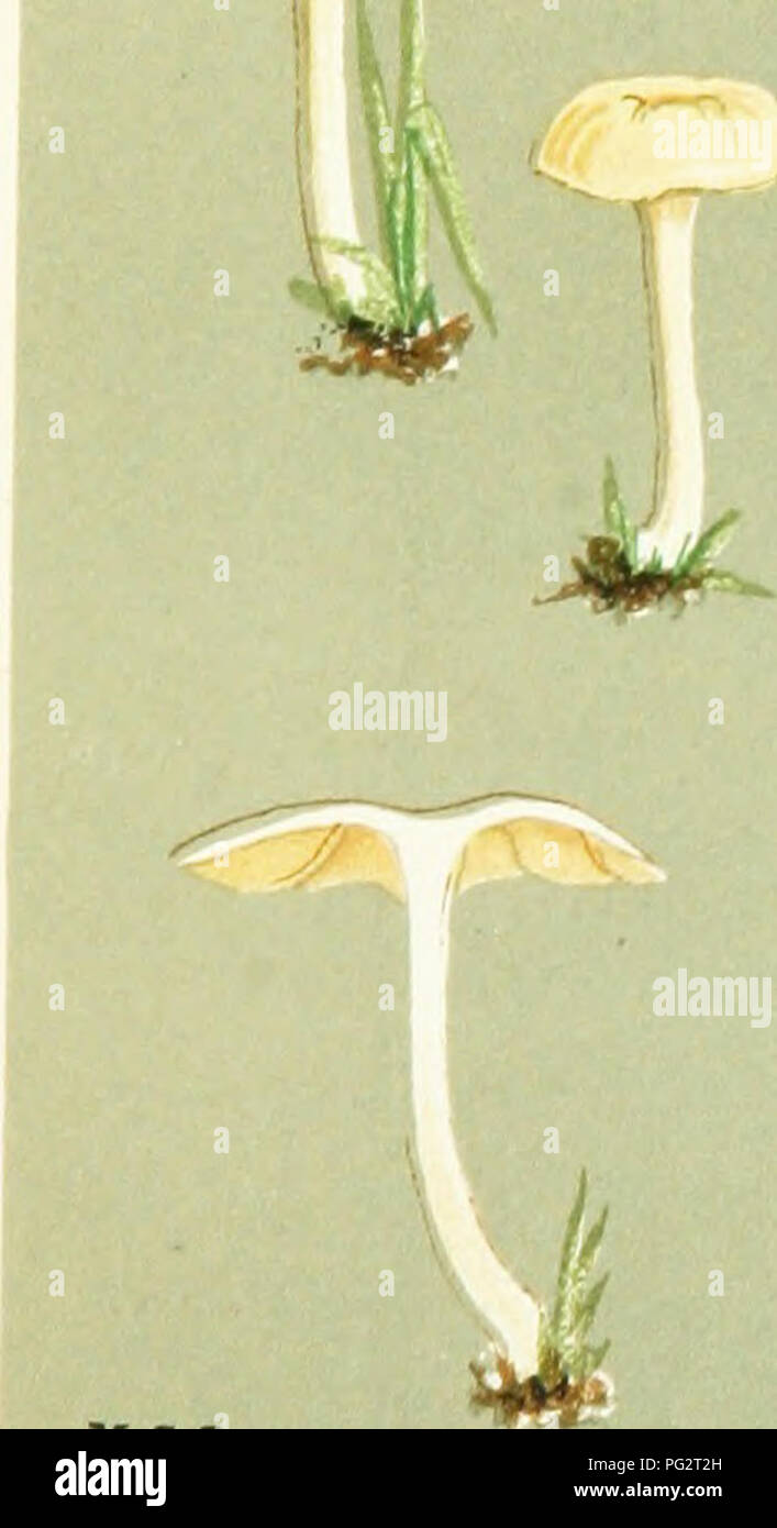 . Illustrations of British Fungi (Hymenomycetes) to serve as an atlas to the &quot;Handbook of British fungi&quot;. Fungi; Botany. x.c.c. H.B. AGARICUS (TUBARIA) EMBOLUS. Fries, amongst grass. Aliergaveung. Nov. 1871. B ^ /. 4/. Please note that these images are extracted from scanned page images that may have been digitally enhanced for readability - coloration and appearance of these illustrations may not perfectly resemble the original work.. Cooke, M. C. (Mordecai Cubitt), b. 1825; Cooke, M. C. (Mordecai Cubitt), b. 1825. Handbook of British fungi. London, Williams and Norgate Stock Photo