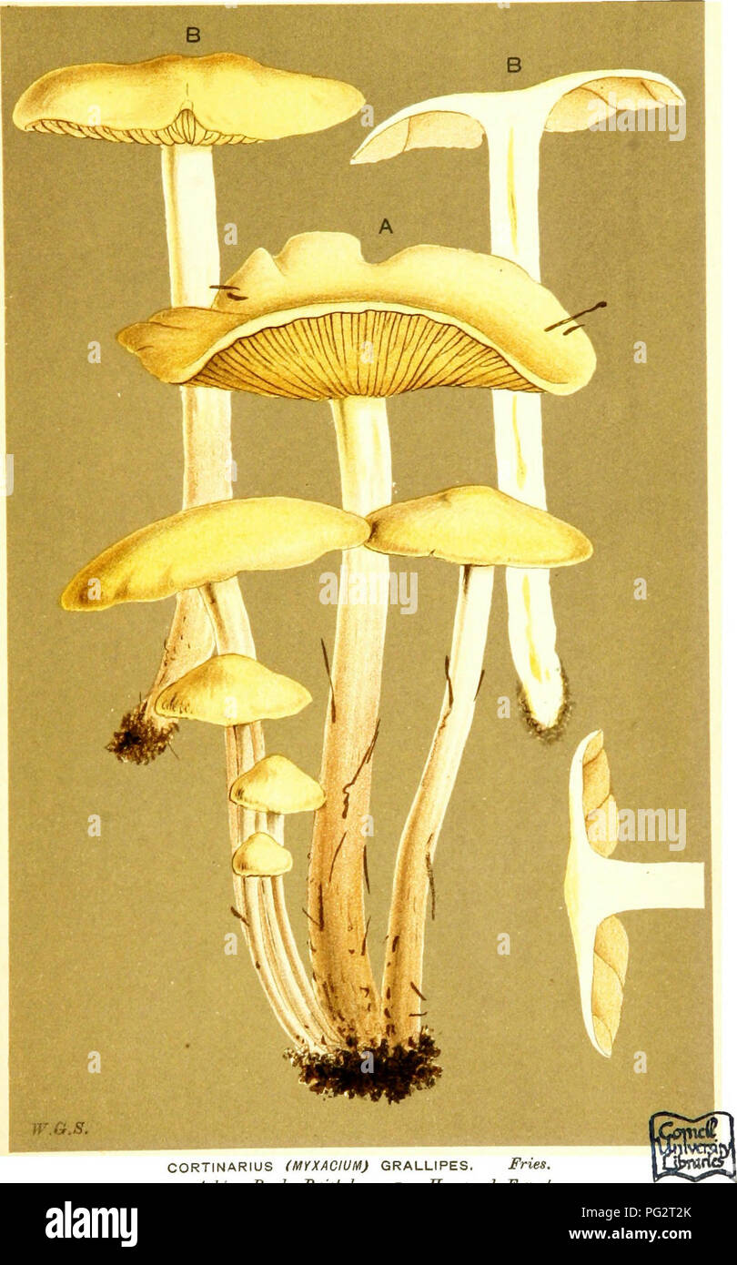 . Illustrations of British Fungi (Hymenomycetes) to serve as an atlas to the &quot;Handbook of British fungi&quot;. Fungi; Botany. 7 3r PL. 734.. W.G.8. CORTINARIUS (MYXACIUM) GRALLIPES. Fries. A, Ajshton Park, Bristol. b Haywood Forest.. Please note that these images are extracted from scanned page images that may have been digitally enhanced for readability - coloration and appearance of these illustrations may not perfectly resemble the original work.. Cooke, M. C. (Mordecai Cubitt), b. 1825; Cooke, M. C. (Mordecai Cubitt), b. 1825. Handbook of British fungi. London, Williams and Norgate Stock Photo