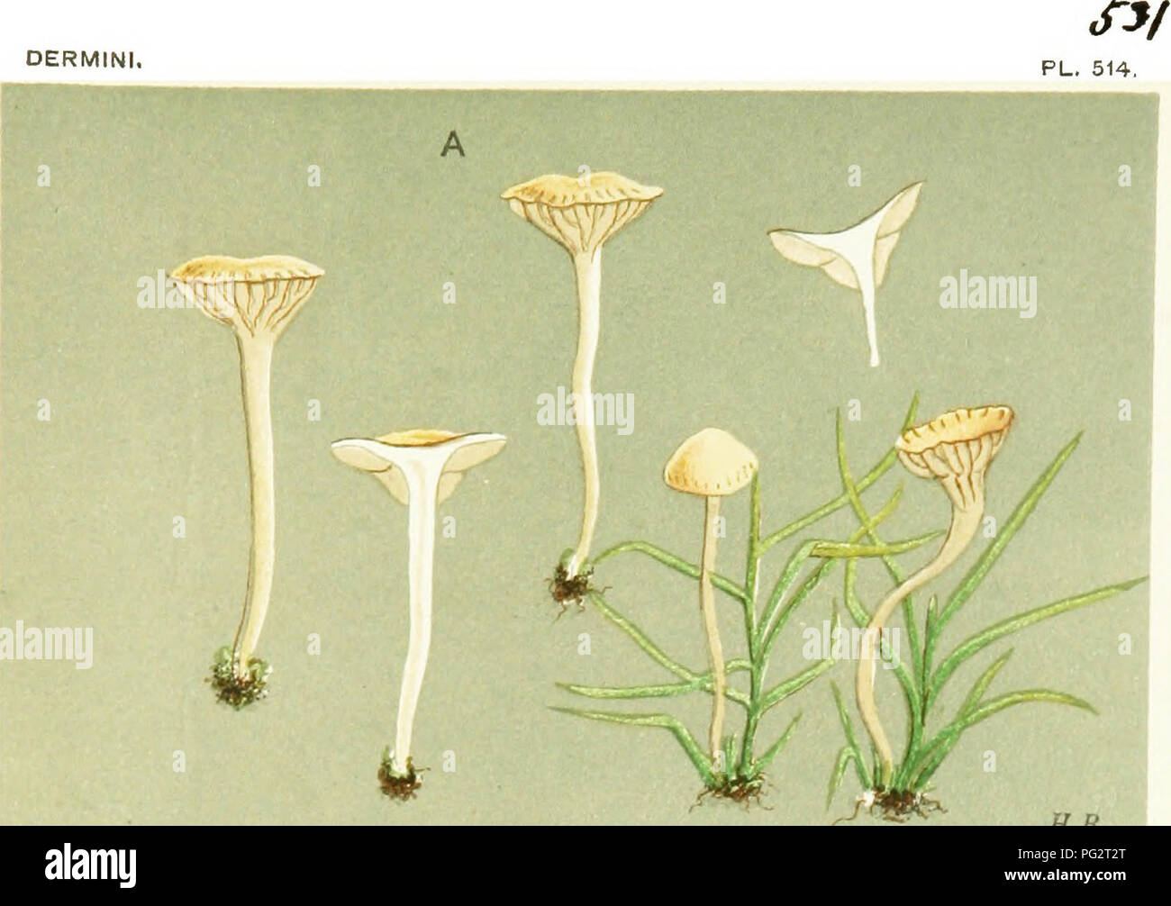. Illustrations of British Fungi (Hymenomycetes) to serve as an atlas to the &quot;Handbook of British fungi&quot;. Fungi; Botany. OERMINI. x.c.c. H.B. AGARICUS (TUBARIA) EMBOLUS. Fries, amongst grass. Aliergaveung. Nov. 1871. B ^ /. Please note that these images are extracted from scanned page images that may have been digitally enhanced for readability - coloration and appearance of these illustrations may not perfectly resemble the original work.. Cooke, M. C. (Mordecai Cubitt), b. 1825; Cooke, M. C. (Mordecai Cubitt), b. 1825. Handbook of British fungi. London, Williams and Norgate Stock Photo