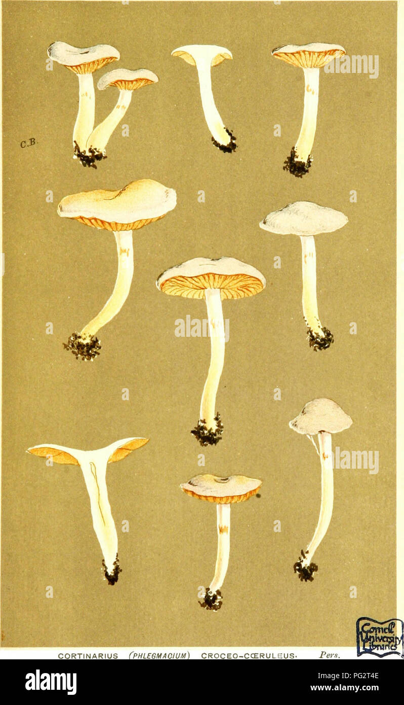 . Illustrations of British Fungi (Hymenomycetes) to serve as an atlas to the &quot;Handbook of British fungi&quot;. Fungi; Botany. 7^-^ PL. 732.. CORTINARIUS CPHLEGMAOIUM) CROCEO-CCERULEUS. Per.?. under beech, tf&quot;''. Durdham Down, Sfa. 1884.. Please note that these images are extracted from scanned page images that may have been digitally enhanced for readability - coloration and appearance of these illustrations may not perfectly resemble the original work.. Cooke, M. C. (Mordecai Cubitt), b. 1825; Cooke, M. C. (Mordecai Cubitt), b. 1825. Handbook of British fungi. London, Williams and N Stock Photo