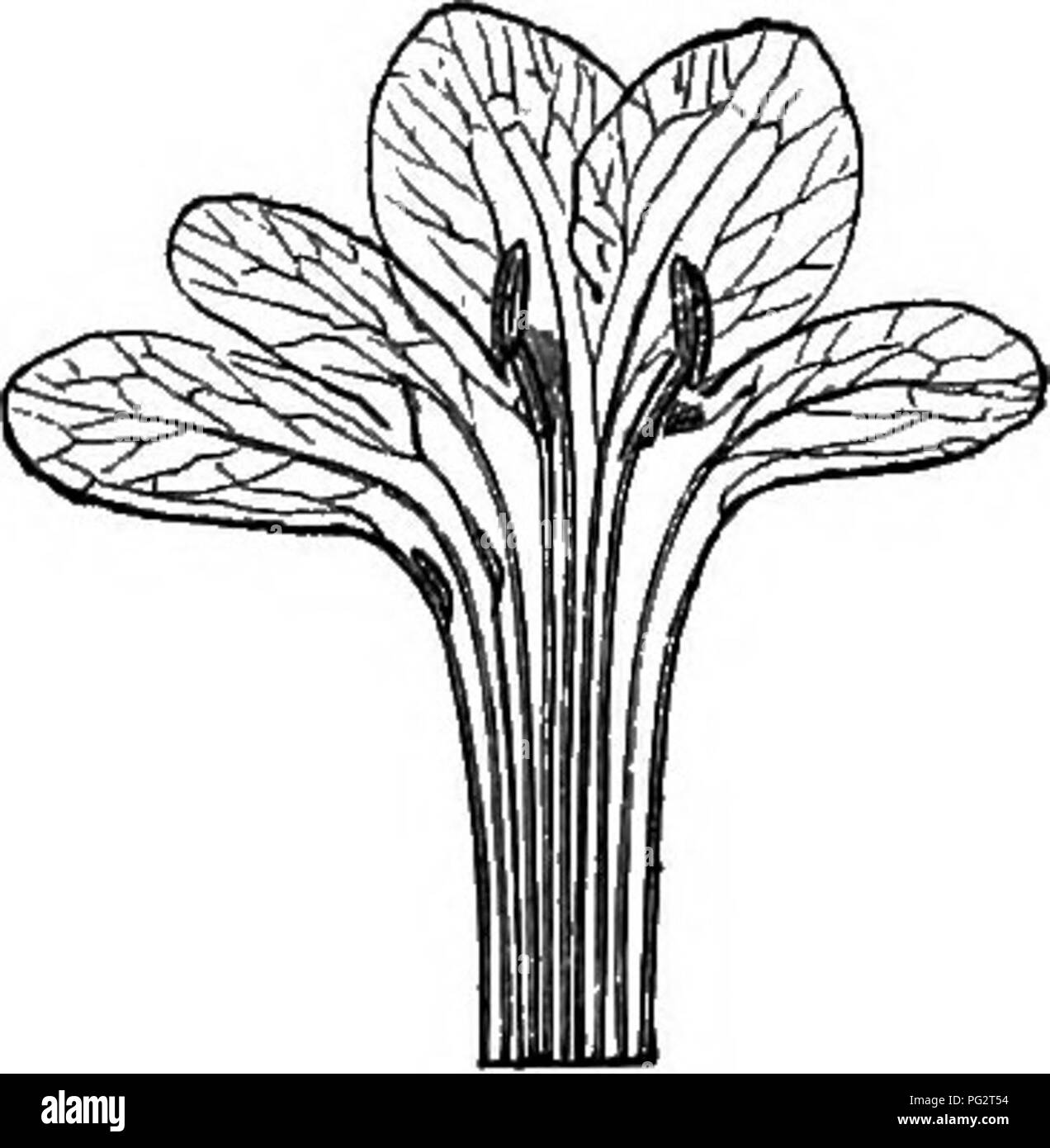 . The natural history of plants. Botany. Fig. 423. Flower. Fig. 424. Corolla and stamens. Fig. 425. Long, sect, of fruit. leaves ; they are irregular, each surrounded by an involucel irregularly divided with spinous teeth at its mouth; they have a bilobed calyx, an irregular corolla supporting two stamens, .or four, two of which are smaller, sterile and rudimentary, and a one-celled uniovulate ovary surmounted by a style with a stigmatiferous summit variously divided. They are Asiatic herbs most frequently ciliate or spinous. Of Triplostegia only one herbaceous species, Himalayan, is known, of Stock Photo