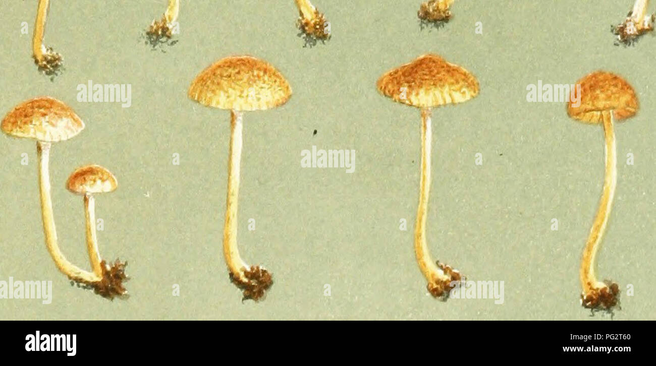 . Illustrations of British Fungi (Hymenomycetes) to serve as an atlas to the &quot;Handbook of British fungi&quot;. Fungi; Botany. ,„*«?**v... AGARICUS (NAUCORIA) CONSPERSUS. Pers. on suiiny slopes, Diatnore. Sept. 1884. B 14 M.C.C. #. ,^--. Please note that these images are extracted from scanned page images that may have been digitally enhanced for readability - coloration and appearance of these illustrations may not perfectly resemble the original work.. Cooke, M. C. (Mordecai Cubitt), b. 1825; Cooke, M. C. (Mordecai Cubitt), b. 1825. Handbook of British fungi. London, Williams and Norgate Stock Photo