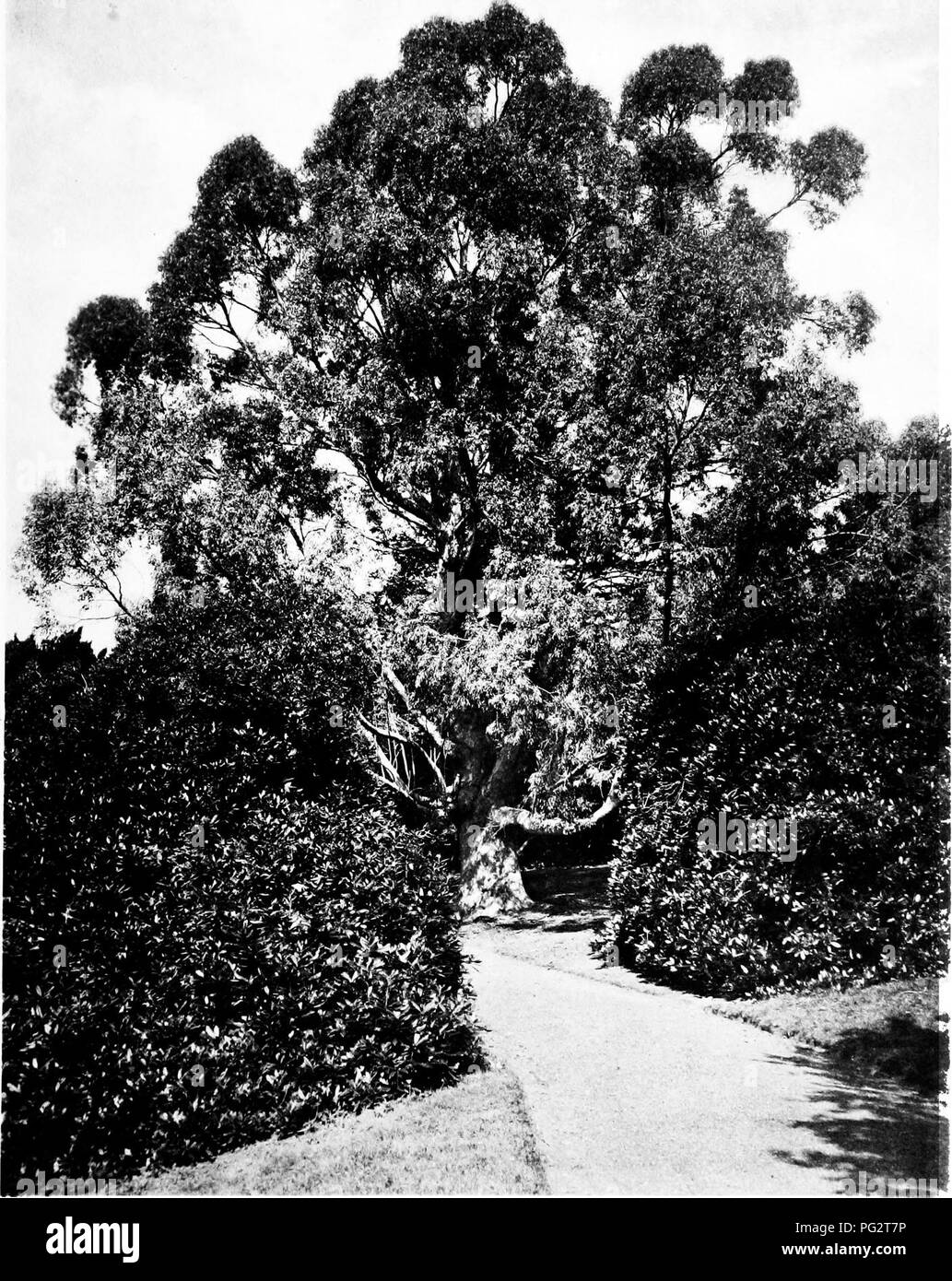 . The trees of Great Britain &amp; Ireland. Trees; Trees. Plate 361. EUCALYPTUS COCCIFERA AT POWDERHAM. Please note that these images are extracted from scanned page images that may have been digitally enhanced for readability - coloration and appearance of these illustrations may not perfectly resemble the original work.. Elwes, Henry John, 1846-1922; Henry, Augustine, 1857-1930. Edinburgh, Priv. Print. Stock Photo