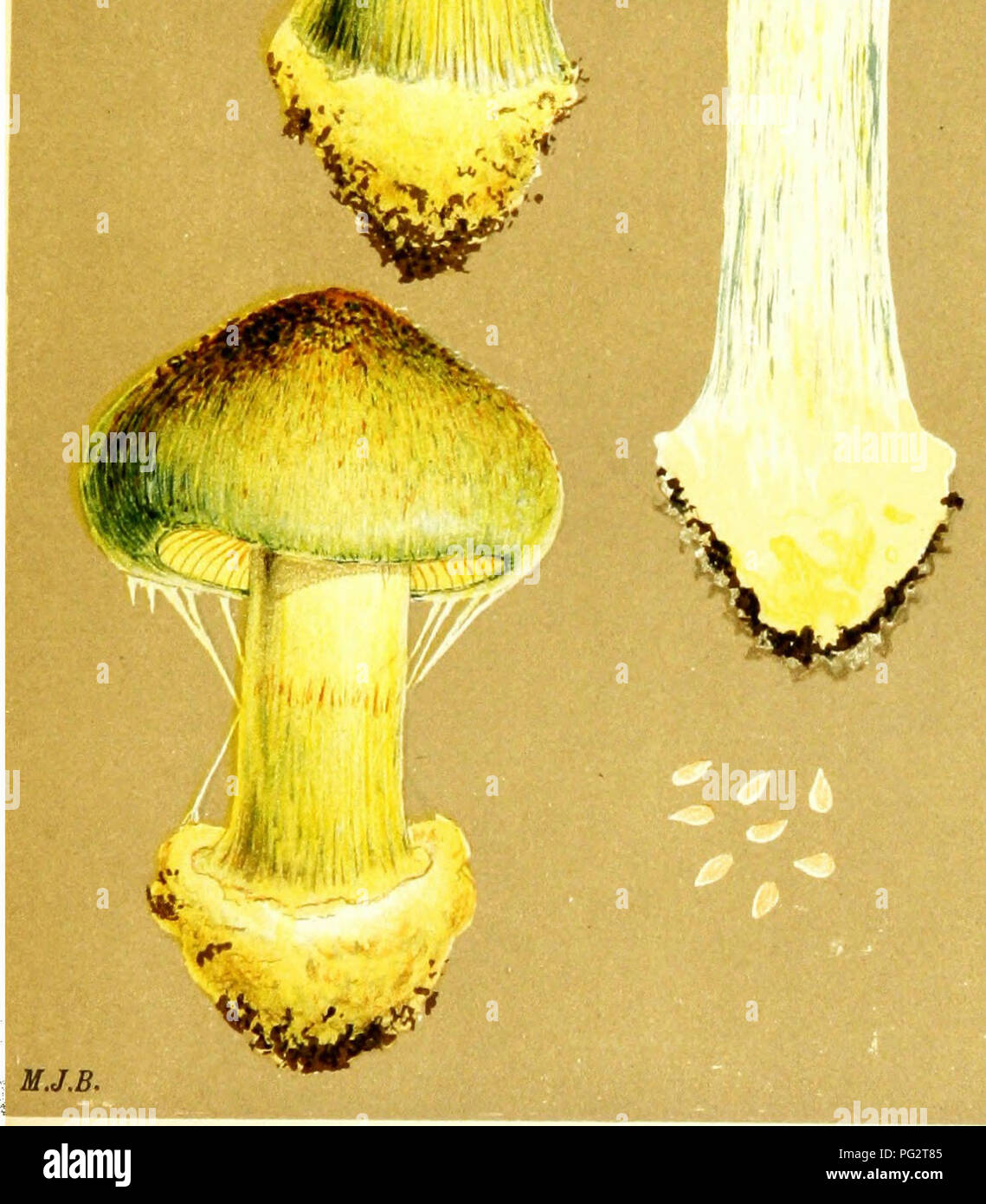 . Illustrations of British Fungi (Hymenomycetes) to serve as an atlas to the &quot;Handbook of British fungi&quot;. Fungi; Botany. 7/? PL. 736. 1 1 ^^1. CORTINARIUS {PHLEQMACIUM) PRASINUS, Fries, in beech woods. King's Cliffe,. Please note that these images are extracted from scanned page images that may have been digitally enhanced for readability - coloration and appearance of these illustrations may not perfectly resemble the original work.. Cooke, M. C. (Mordecai Cubitt), b. 1825; Cooke, M. C. (Mordecai Cubitt), b. 1825. Handbook of British fungi. London, Williams and Norgate Stock Photo