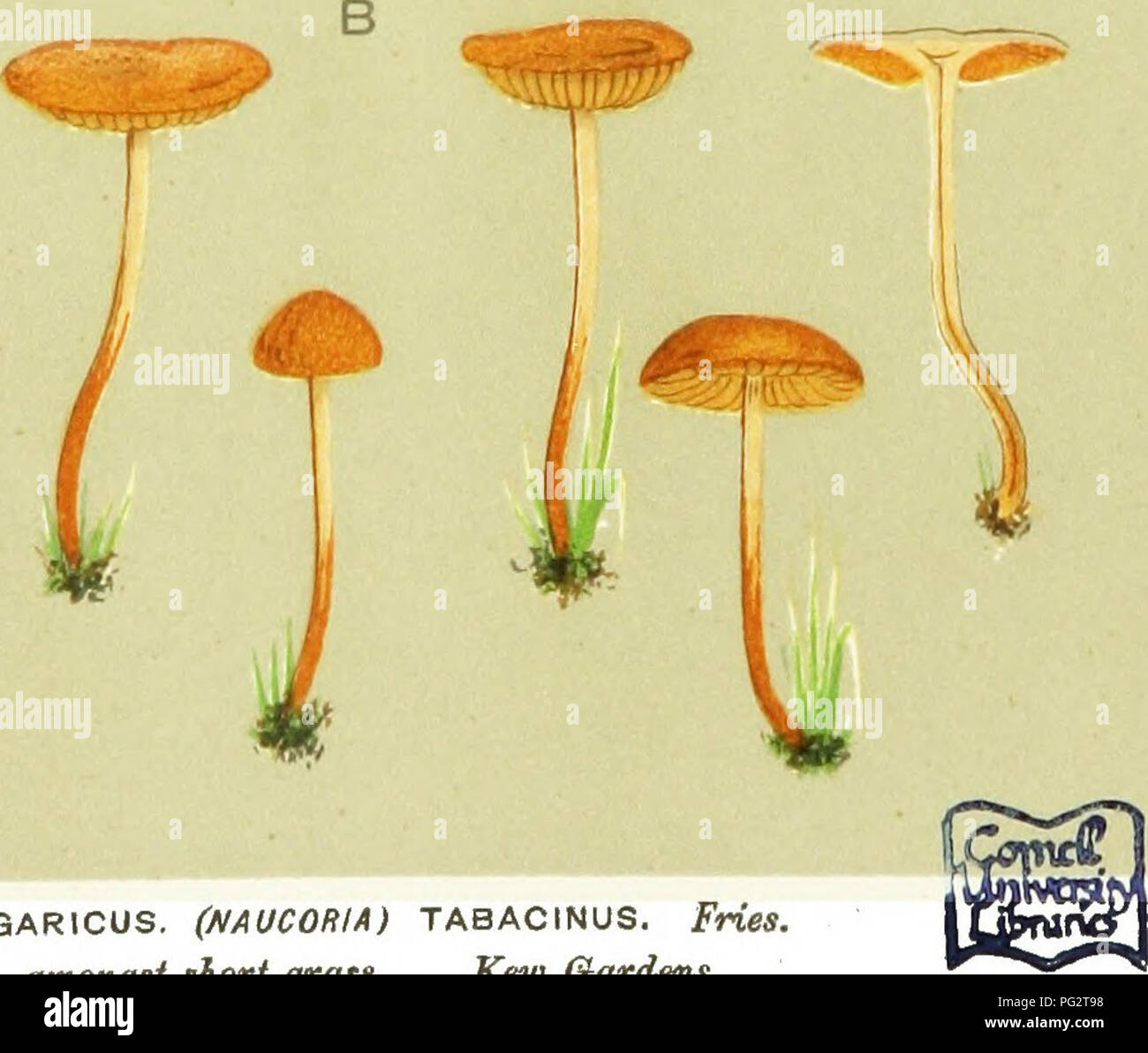 . Illustrations of British Fungi (Hymenomycetes) to serve as an atlas to the &quot;Handbook of British fungi&quot;. Fungi; Botany. b AGARICUS (NAUCORIA) SEMIORBICULARIS. Bull, amongst short grass. Eew Gardens. r M.C.C.. AGARICUS. (NAUCORIA) TABACINUS. Fries, amongst short grass. Kew Gardens.. Please note that these images are extracted from scanned page images that may have been digitally enhanced for readability - coloration and appearance of these illustrations may not perfectly resemble the original work.. Cooke, M. C. (Mordecai Cubitt), b. 1825; Cooke, M. C. (Mordecai Cubitt), b. 1825. Han Stock Photo