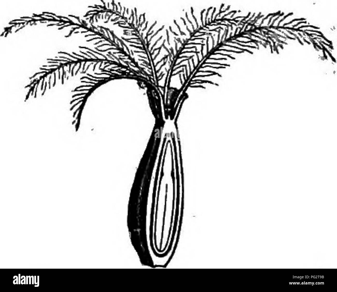 . The natural history of plants. Botany. Fig. 407. Fruit (?). Fig. 408 ...