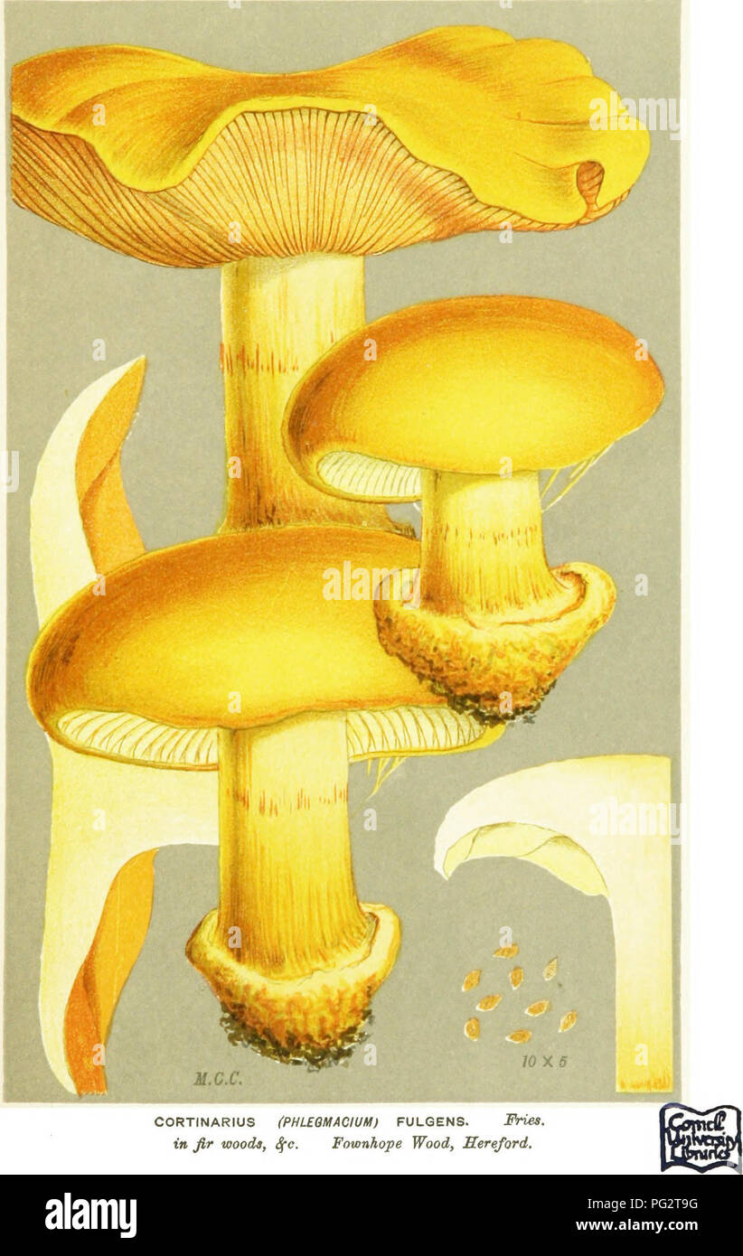 . Illustrations of British Fungi (Hymenomycetes) to serve as an atlas to the &quot;Handbook of British fungi&quot;. Fungi; Botany. v/b PL, 716.. CORTINARIUS (PHLEOMACIUU) FULGENS. Fries, in fir woods, S(c. Fownhope Wood, Sereford,. Please note that these images are extracted from scanned page images that may have been digitally enhanced for readability - coloration and appearance of these illustrations may not perfectly resemble the original work.. Cooke, M. C. (Mordecai Cubitt), b. 1825; Cooke, M. C. (Mordecai Cubitt), b. 1825. Handbook of British fungi. London, Williams and Norgate Stock Photo