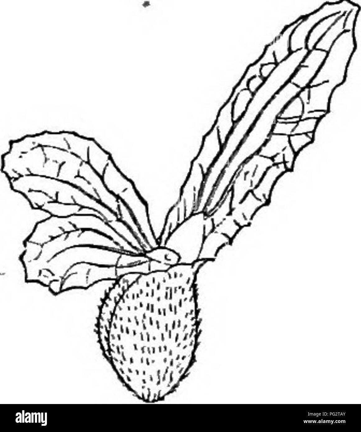 . The natural history of plants. Botany. Fig. 400. Flower (f). limb of variable form. The attenuated summit of the stem or of some of its divisions is terminated by a floral group i resembling a capitule but in reaUty formed of compound cymes with short .pedicels and free or slightly connate bracts.^ Beside Nardostachys is placed Patrinia (fig. 400), perennial herba of central and eastern Asia, having flowers with a corolla somewhat less irregular, four stamens, a short calycinal collarette, entire or very shghtly dentate, oblique or unequal; the flowers, yellow or white, united in compound co Stock Photo