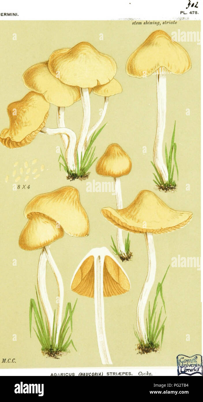 . Illustrations of British Fungi (Hymenomycetes) to serve as an atlas to the &quot;Handbook of British fungi&quot;. Fungi; Botany. N.C.C. AGARICUS (mUCORIA) STRl/EPES. Cooke, amongst grass on lawn. Kew Gardens. Nov. 5, 1884.. Please note that these images are extracted from scanned page images that may have been digitally enhanced for readability - coloration and appearance of these illustrations may not perfectly resemble the original work.. Cooke, M. C. (Mordecai Cubitt), b. 1825; Cooke, M. C. (Mordecai Cubitt), b. 1825. Handbook of British fungi. London, Williams and Norgate Stock Photo