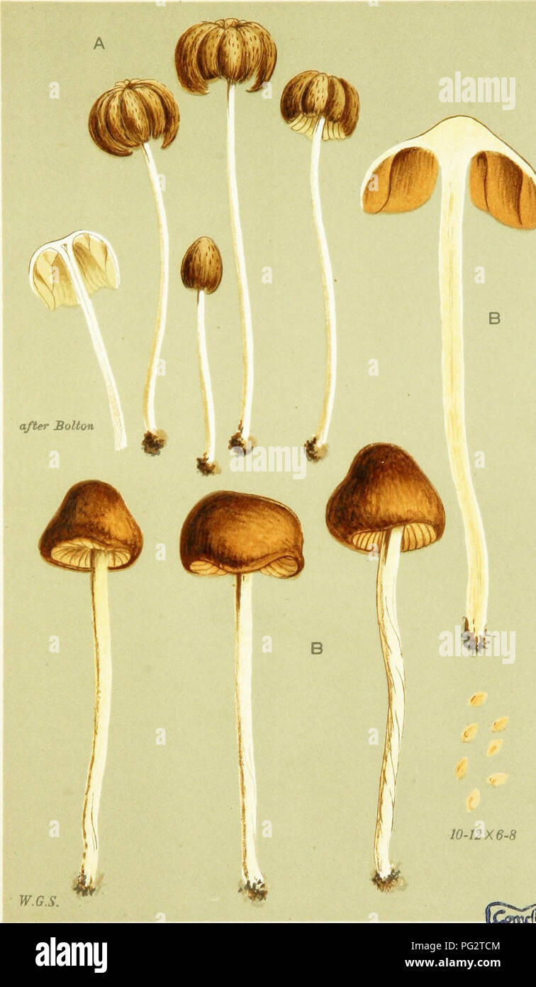 . Illustrations of British Fungi (Hymenomycetes) to serve as an atlas to the &quot;Handbook of British fungi&quot;. Fungi; Botany. DERMINI. PL. 490.. 10-12X6-8 (A) AQARICUS (NAUCOHI/t) NUCEUS. Bolton. (BJ AGARICUS (UAUCORIA) QLANDIFORMIS. Cooke. Teignmouth. Oct. 1867.. Please note that these images are extracted from scanned page images that may have been digitally enhanced for readability - coloration and appearance of these illustrations may not perfectly resemble the original work.. Cooke, M. C. (Mordecai Cubitt), b. 1825; Cooke, M. C. (Mordecai Cubitt), b. 1825. Handbook of British fungi.  Stock Photo