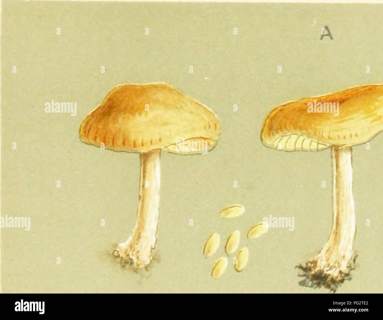 . Illustrations of British Fungi (Hymenomycetes) to serve as an atlas to the &quot;Handbook of British fungi&quot;. Fungi; Botany. 1X4-6 AGARICUS CNAUCOBIA) INNOCUUS. Lascfl. in damp places. B 4f^ ^T U^ .c.c.. Please note that these images are extracted from scanned page images that may have been digitally enhanced for readability - coloration and appearance of these illustrations may not perfectly resemble the original work.. Cooke, M. C. (Mordecai Cubitt), b. 1825; Cooke, M. C. (Mordecai Cubitt), b. 1825. Handbook of British fungi. London, Williams and Norgate Stock Photo