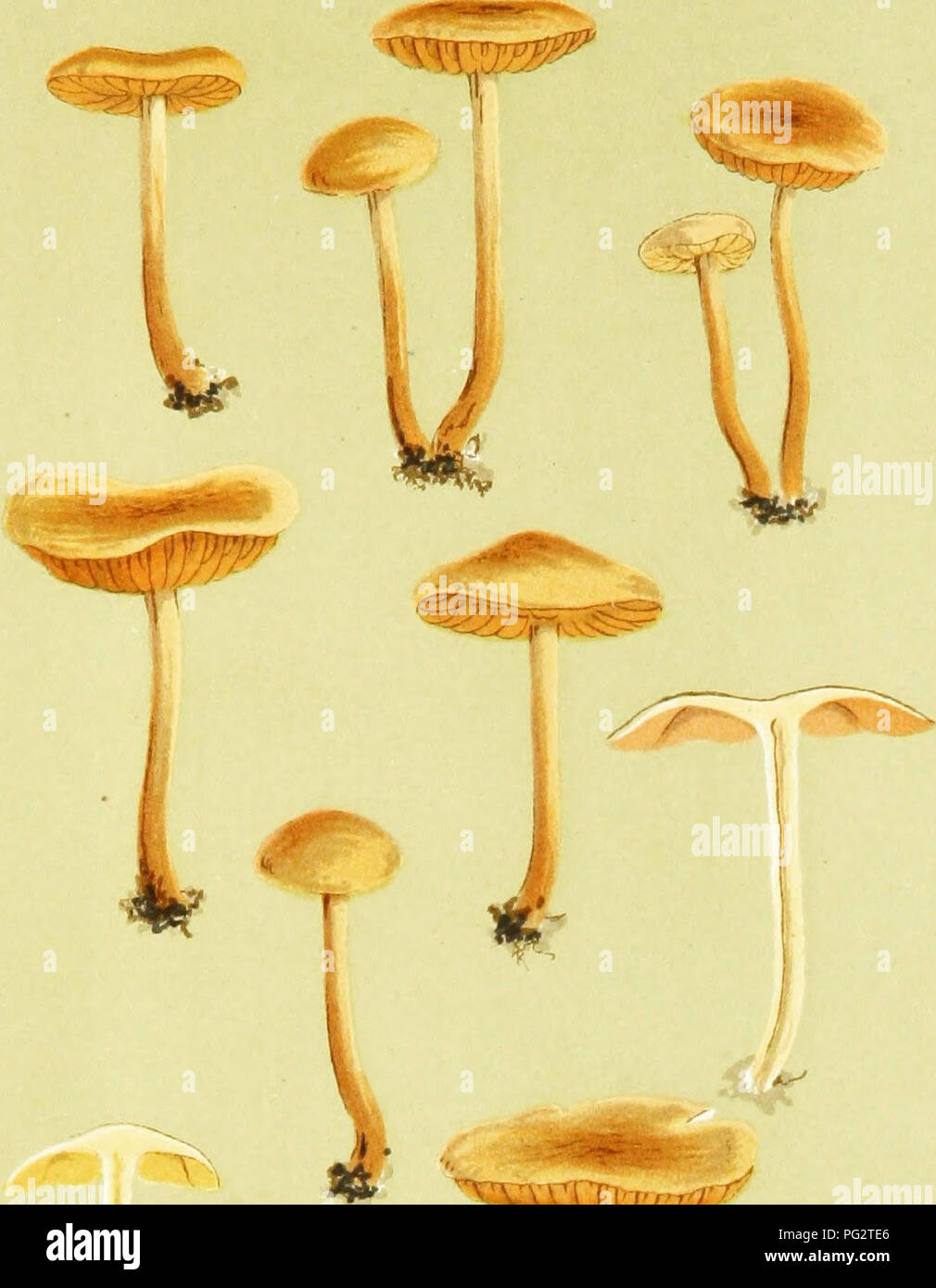 . Illustrations of British Fungi (Hymenomycetes) to serve as an atlas to the &quot;Handbook of British fungi&quot;. Fungi; Botany. DERMINI. 45/^. vvv^ -^ 10X5 M.C.C. AGARICUS (NAUeORIA) ABSTRUSUS. Fries, on leaf soil in woods. Darenth, Kent.. Please note that these images are extracted from scanned page images that may have been digitally enhanced for readability - coloration and appearance of these illustrations may not perfectly resemble the original work.. Cooke, M. C. (Mordecai Cubitt), b. 1825; Cooke, M. C. (Mordecai Cubitt), b. 1825. Handbook of British fungi. London, Williams and Norgat Stock Photo