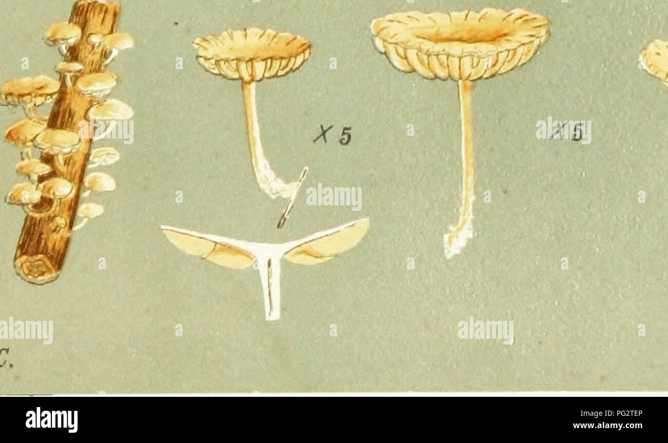 . Illustrations of British Fungi (Hymenomycetes) to serve as an atlas to the &quot;Handbook of British fungi&quot;. Fungi; Botany. PL, eo6 8. long AGARICUS (NAUCOHIA) SEMIFLEXUS. B Sf Br. on branches, and the (jruund. B 1^^ ^l' &lt;&quot;' AGARICUS (NAUCORIAj RIMULINCOLA. Rabh. on twigs. Ascot. Oct. 1869. M.C.C.. AGARICUS (NAUCORIA) RUBRICATUS. B &lt;J- Br. on bramble. Hereford. 1879.. Please note that these images are extracted from scanned page images that may have been digitally enhanced for readability - coloration and appearance of these illustrations may not perfectly resemble the origin Stock Photo