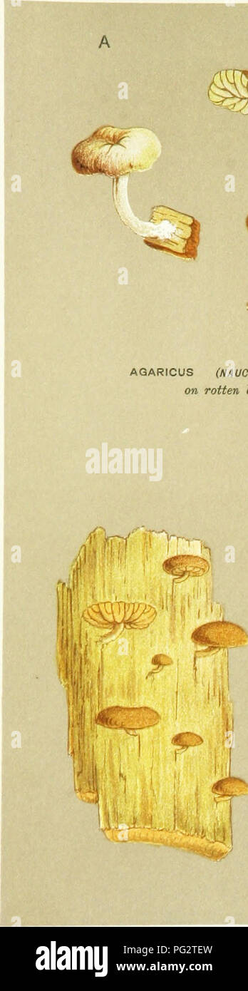 . Illustrations of British Fungi (Hymenomycetes) to serve as an atlas to the &quot;Handbook of British fungi&quot;. Fungi; Botany. DERMINI. 4jS PL. 601,. â  ] ^ / -^^ ^ AGARICUS (NAUCORtA) CENTUNCULUS. Fries, on rotten beech wood. JEpping. B -* .K',^ ?^/^ AUARIGiJ- itJAUCOrtIA) H&amp;Rl-OMTAL!o. i'Ut. oÂ» ia?** o/&quot; ^rees, chiefly elm. BwrgJiley â Park. S^. Please note that these images are extracted from scanned page images that may have been digitally enhanced for readability - coloration and appearance of these illustrations may not perfectly resemble the original work.. Cooke, M. C. ( Stock Photo