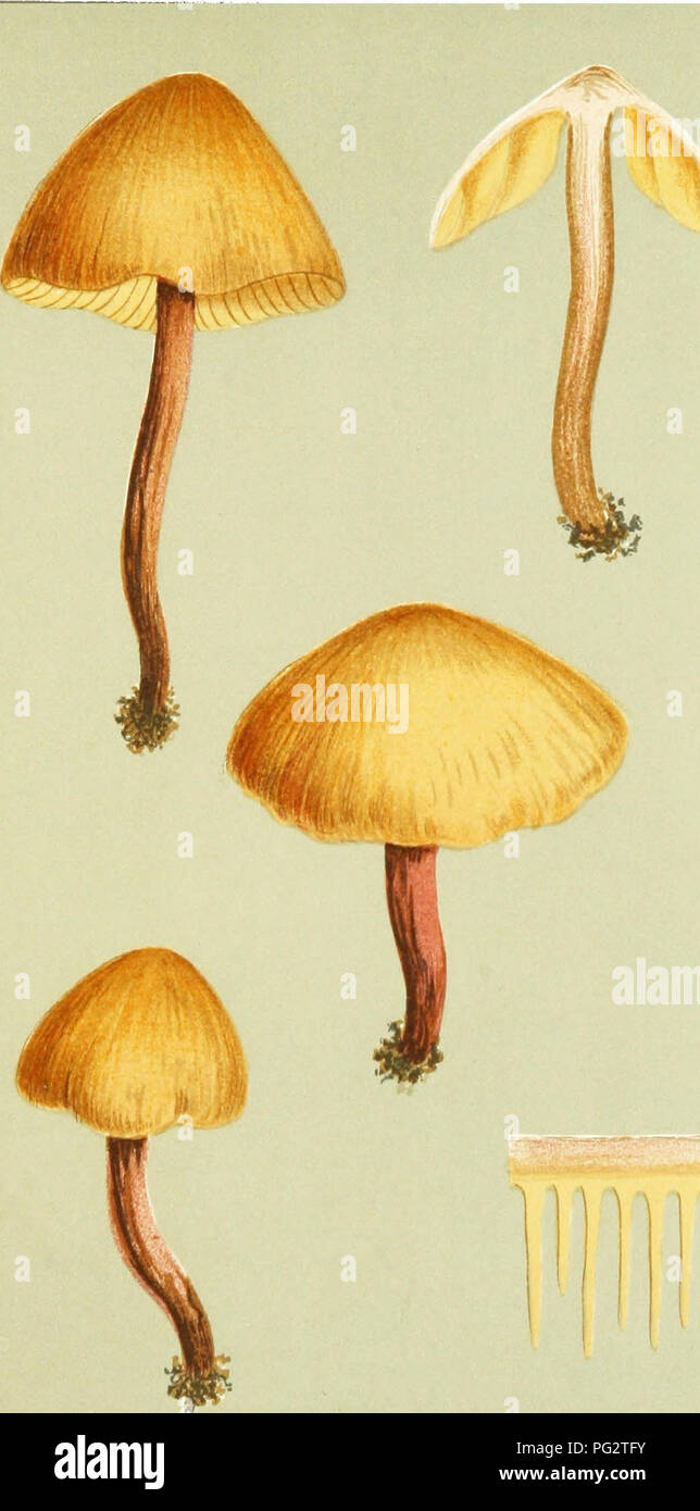 . Illustrations of British Fungi (Hymenomycetes) to serve as an atlas to the &quot;Handbook of British fungi&quot;. Fungi; Botany. DERMTNI. PL. «51.. H.G.B. ICcS!^ AGARICUS {NAUCORIA) CIDARIS. Fries, on the ground. Botherwas. Nov. 1872, mm. Please note that these images are extracted from scanned page images that may have been digitally enhanced for readability - coloration and appearance of these illustrations may not perfectly resemble the original work.. Cooke, M. C. (Mordecai Cubitt), b. 1825; Cooke, M. C. (Mordecai Cubitt), b. 1825. Handbook of British fungi. London, Williams and Norgate Stock Photo