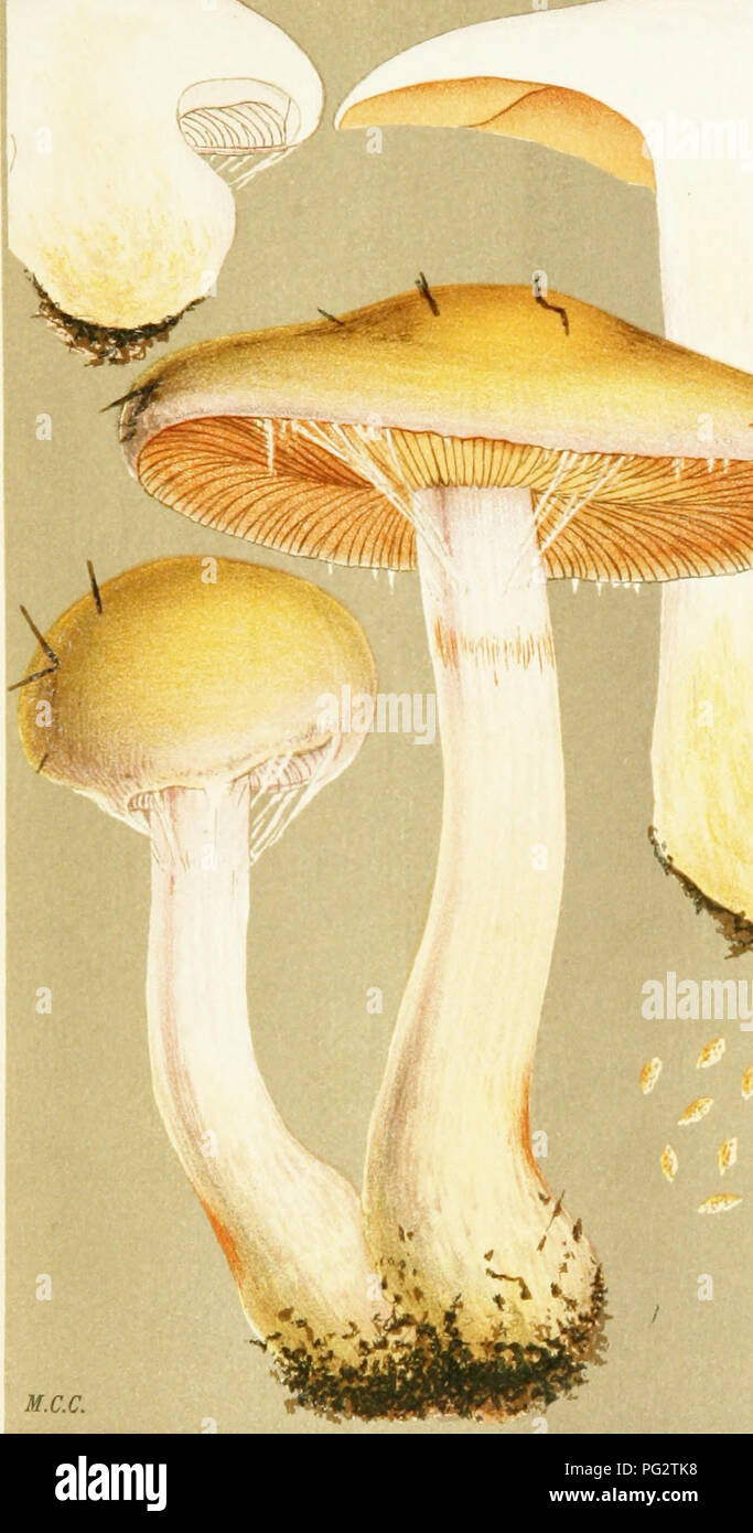 . Illustrations of British Fungi (Hymenomycetes) to serve as an atlas to the &quot;Handbook of British fungi&quot;. Fungi; Botany. w.c.c. fsKl CORTINARIUS (PHLEGM ACIUM) L;-&quot;' .US, Fries. 7indrr frrr Tr-,,ivfncl Fnrf'f i^rt- ism. Please note that these images are extracted from scanned page images that may have been digitally enhanced for readability - coloration and appearance of these illustrations may not perfectly resemble the original work.. Cooke, M. C. (Mordecai Cubitt), b. 1825; Cooke, M. C. (Mordecai Cubitt), b. 1825. Handbook of British fungi. London, Williams and Norgate Stock Photo