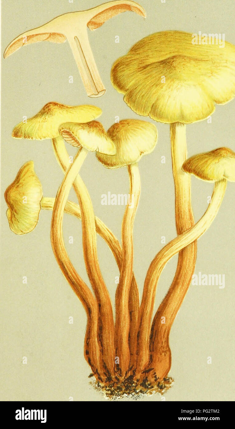 . Illustrations of British Fungi (Hymenomycetes) to serve as an atlas to the &quot;Handbook of British fungi&quot;. Fungi; Botany. DERMINt. L. 443. PL. 443.. H.G.B mi i AGARICUS (FLAMMULA) ALNICOLA. F}'ics on Humps and trunks. Mpping IB^oreH.. Please note that these images are extracted from scanned page images that may have been digitally enhanced for readability - coloration and appearance of these illustrations may not perfectly resemble the original work.. Cooke, M. C. (Mordecai Cubitt), b. 1825; Cooke, M. C. (Mordecai Cubitt), b. 1825. Handbook of British fungi. London, Williams and Norga Stock Photo