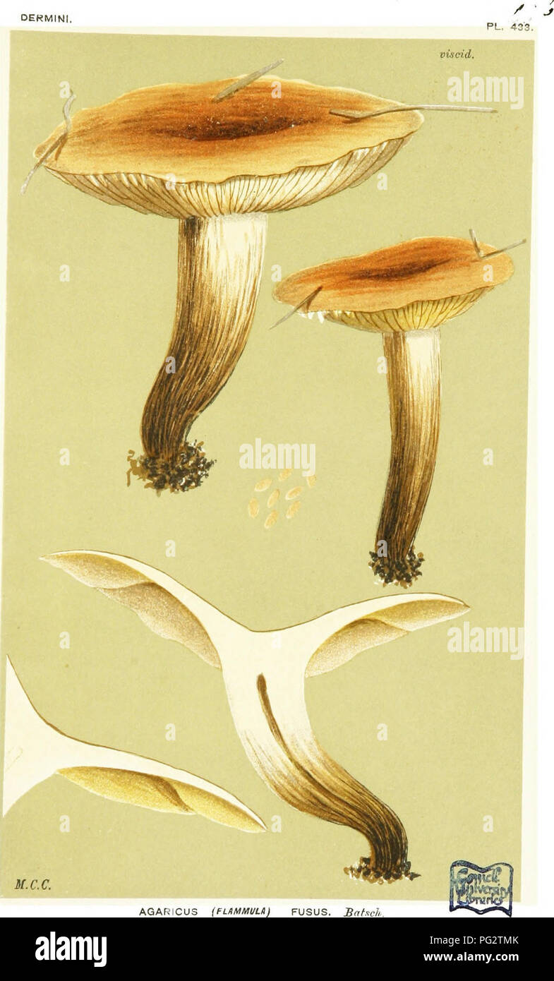 . Illustrations of British Fungi (Hymenomycetes) to serve as an atlas to the &quot;Handbook of British fungi&quot;. Fungi; Botany. DERMIN. M.C.C. AGARICUS (FLAMMUU) FUSUS. Batsch. on the ground,, and slnmyx. WoHhing. Noo.iiiS'i. {C.B.P.). Please note that these images are extracted from scanned page images that may have been digitally enhanced for readability - coloration and appearance of these illustrations may not perfectly resemble the original work.. Cooke, M. C. (Mordecai Cubitt), b. 1825; Cooke, M. C. (Mordecai Cubitt), b. 1825. Handbook of British fungi. London, Williams and Norgate Stock Photo
