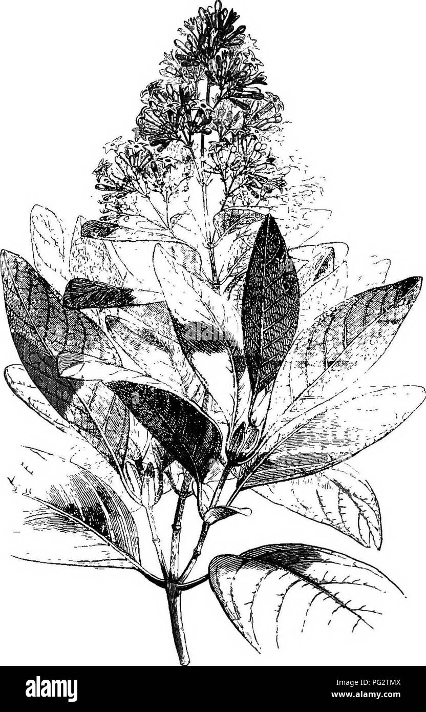 . The natural history of plants. Botany. 338 NATUEAL HISTORY OF PLANTS. being filled with the adnata ovary and the margin bearing the perianth. The latter consists of a short gamosepalous persistent Cinchona Calisaya.. Fig. 333. FloriferouB toanch (J). calyx, with five teeth not contiguous even in the bud,' and a gamosepalous hypocrateriform corolla, with a long nearly cyUndrical this proposition has met with little success, so EinMna A^ans. Fam. des PI. ii. 147. great is the influence of custom, it is not un- ' Short glandular tongues, single or douhle, reasonable, since generic names, at fir Stock Photo