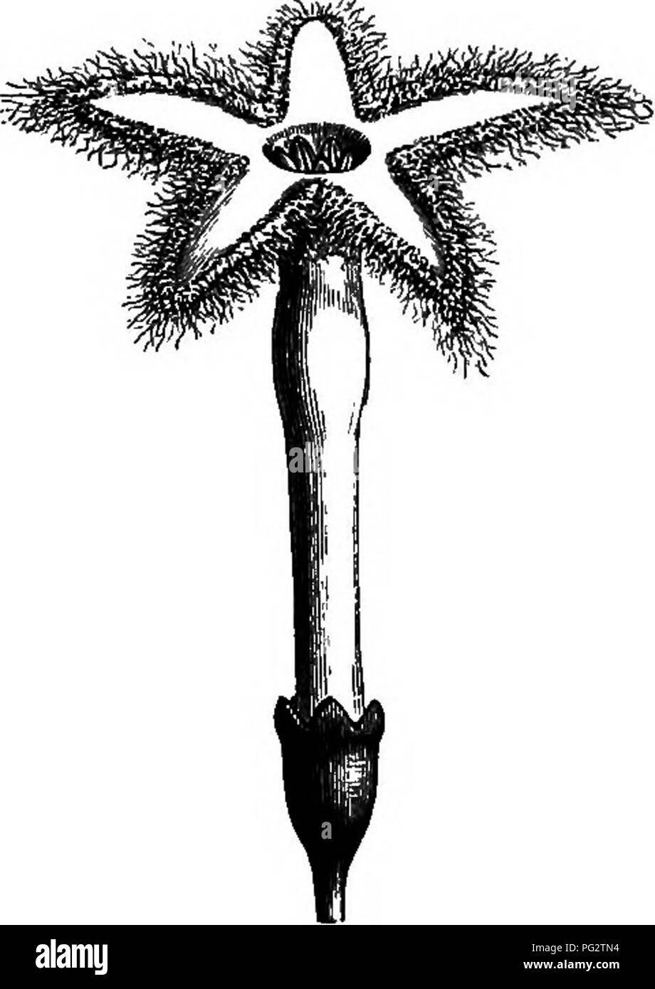 . The natural history of plants. Botany. BUB I ACEJE. 339 tube and limb divided into five valvate expanded lobes, externally almost entirely covered with hairs, internally only in certain parts. In the lower part of the tube, the corolla bears five stamens,' Cinchona CalUaya.. Please note that these images are extracted from scanned page images that may have been digitally enhanced for readability - coloration and appearance of these illustrations may not perfectly resemble the original work.. Baillon, Henri Ernest, 1827-1895; Hartog, Marcus Manuel, 1851-. London, L. Reeve &amp; Co. Stock Photo